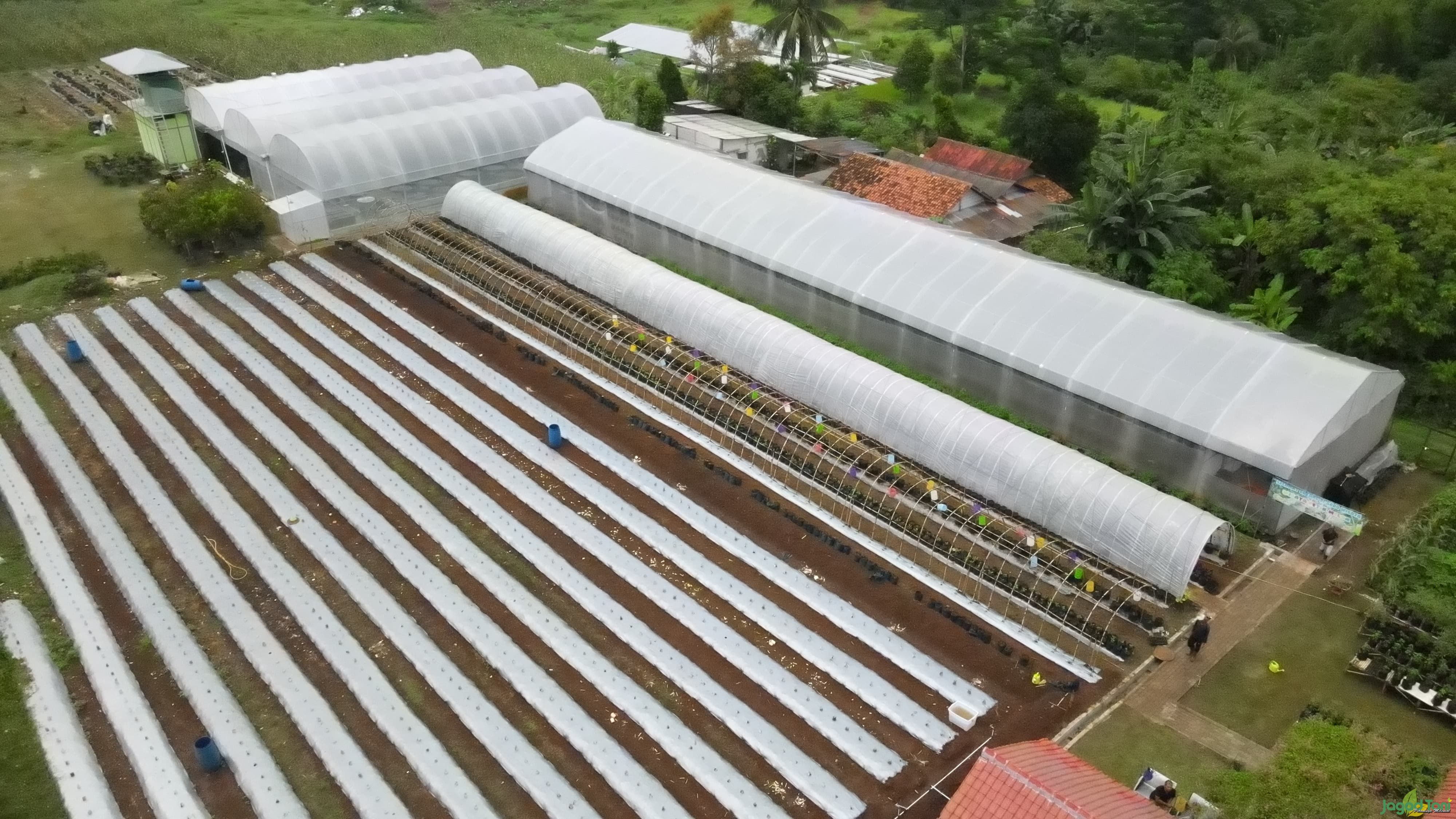 Mas Miracle Farm dengan Green House 