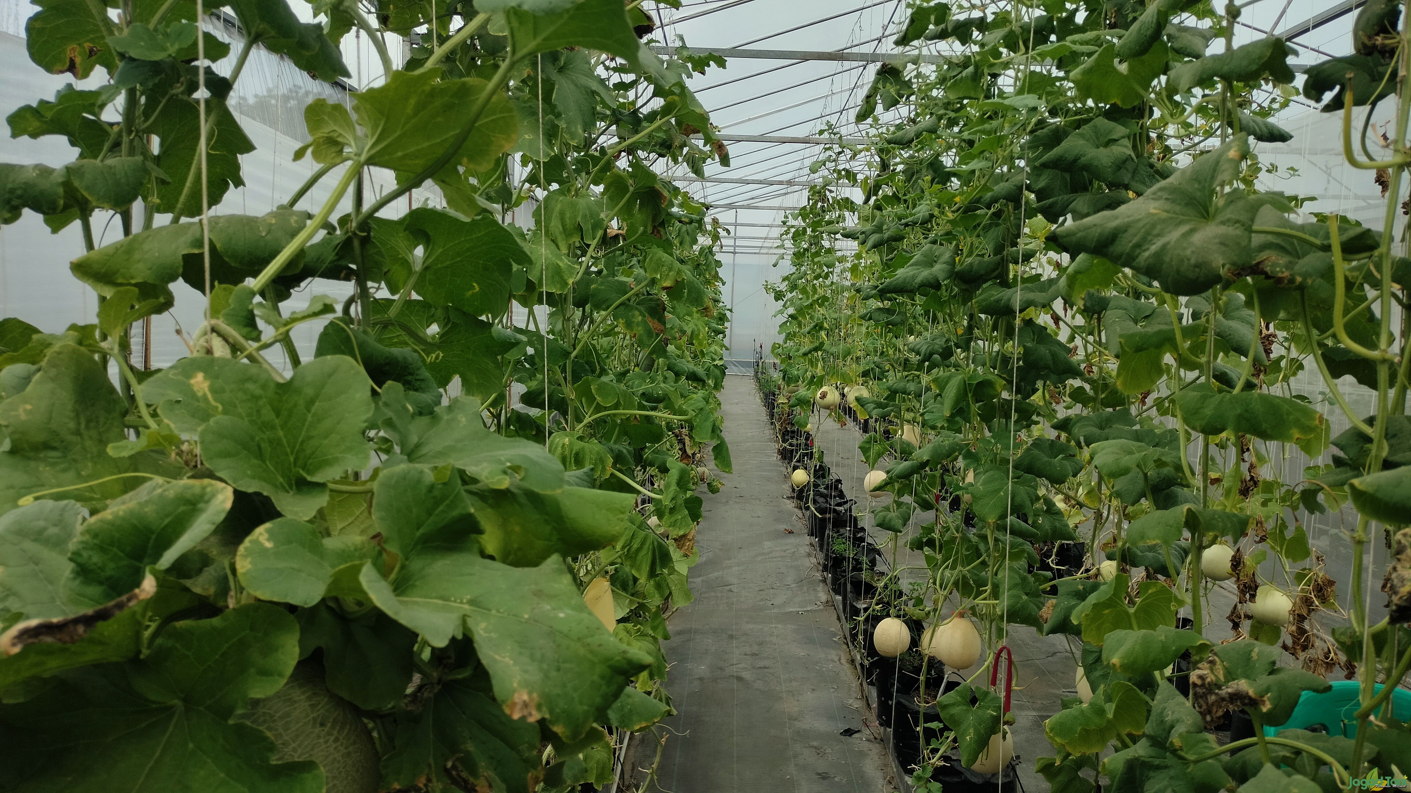 Budidaya melon import di Mas Miracle Farm 