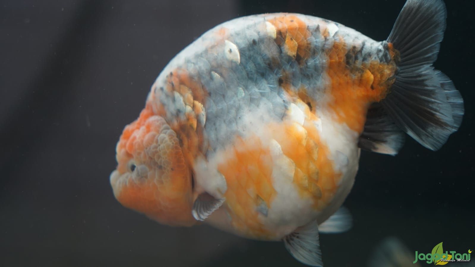 Ikan mas koki