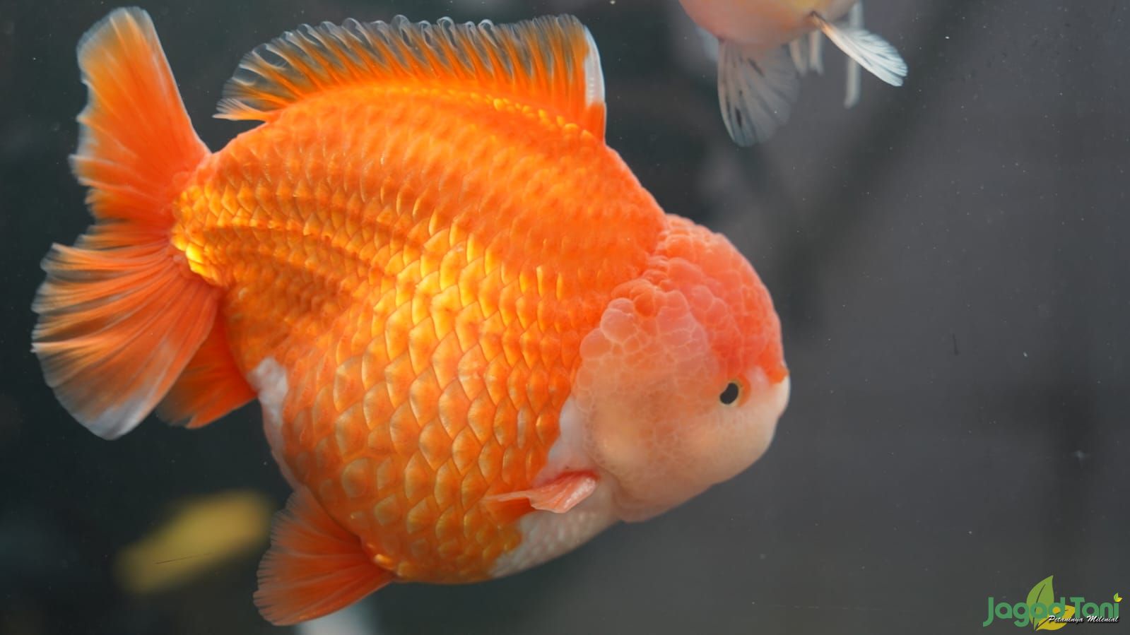 Memilih Ikan Mas Koki juara