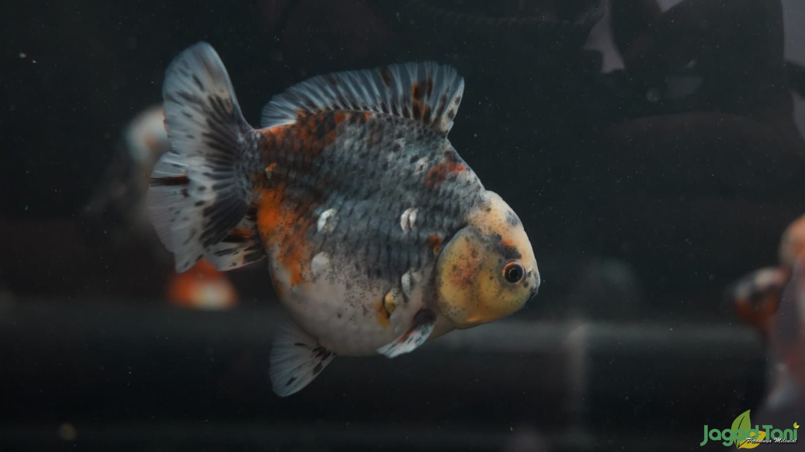 Tips ikan mas koki kontes