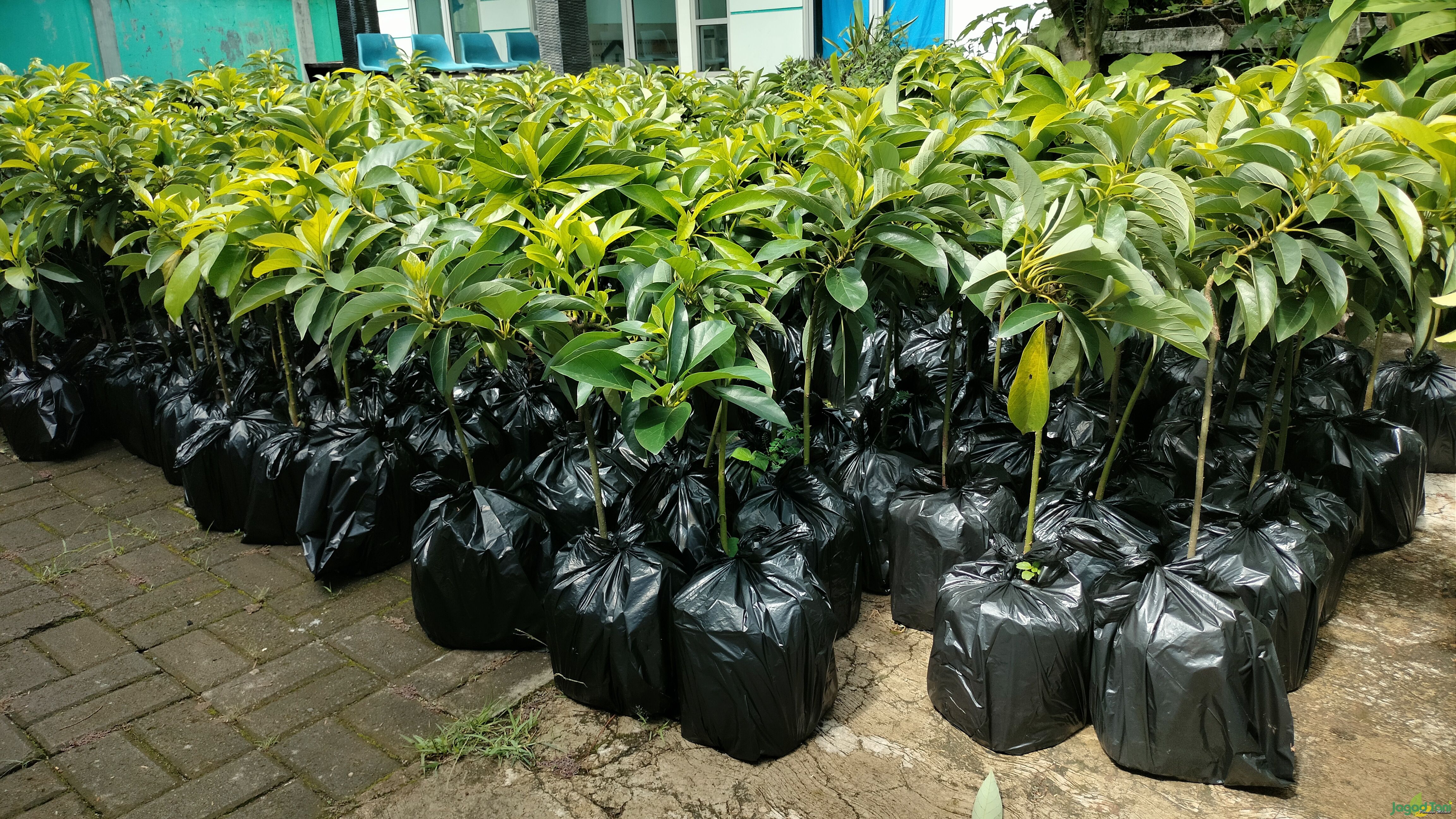 Bibit pohon alpukat TA21 Sukahati 