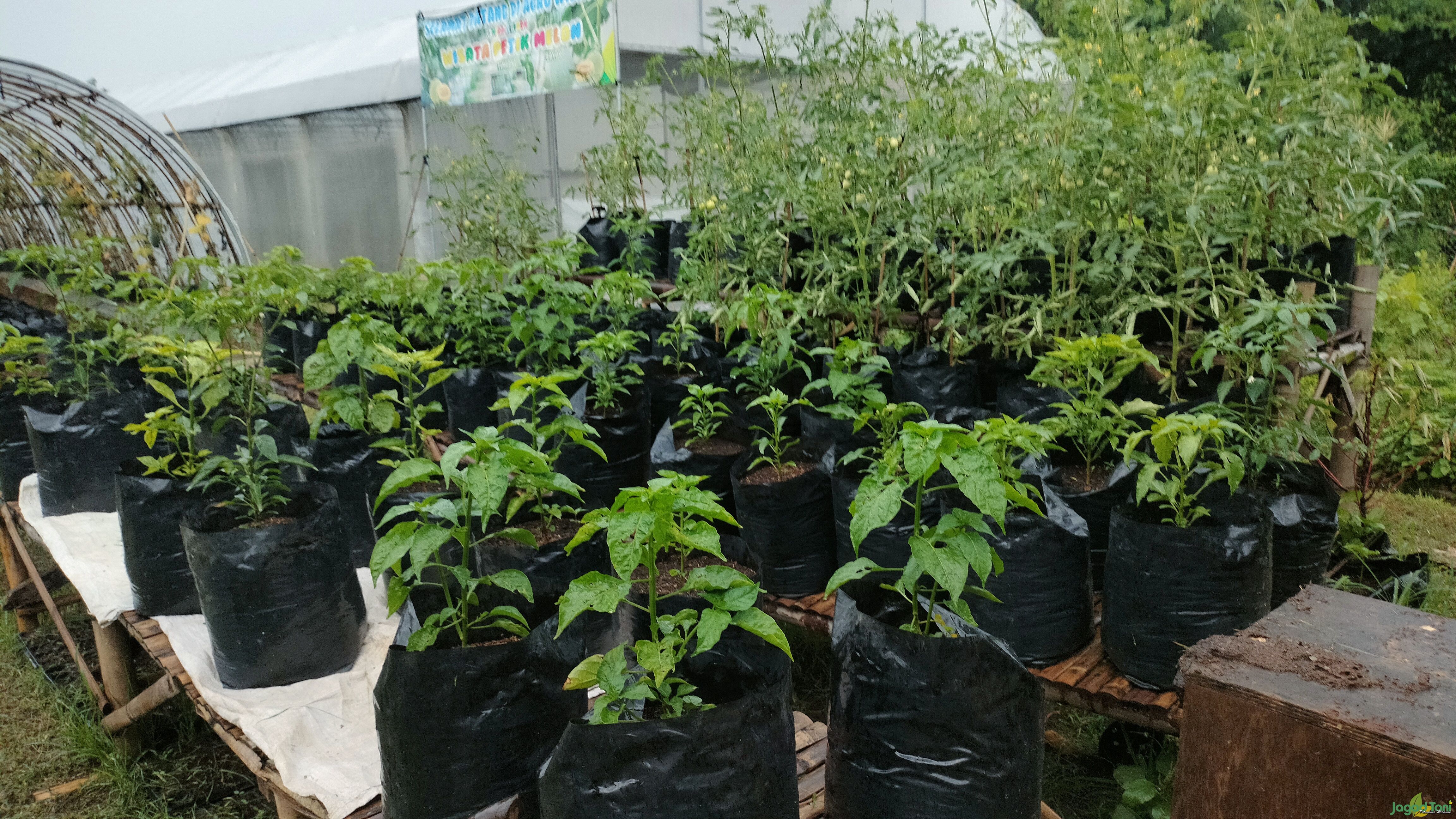 Tanaman yang dapat ditanam pada polybag atau tabulampot 