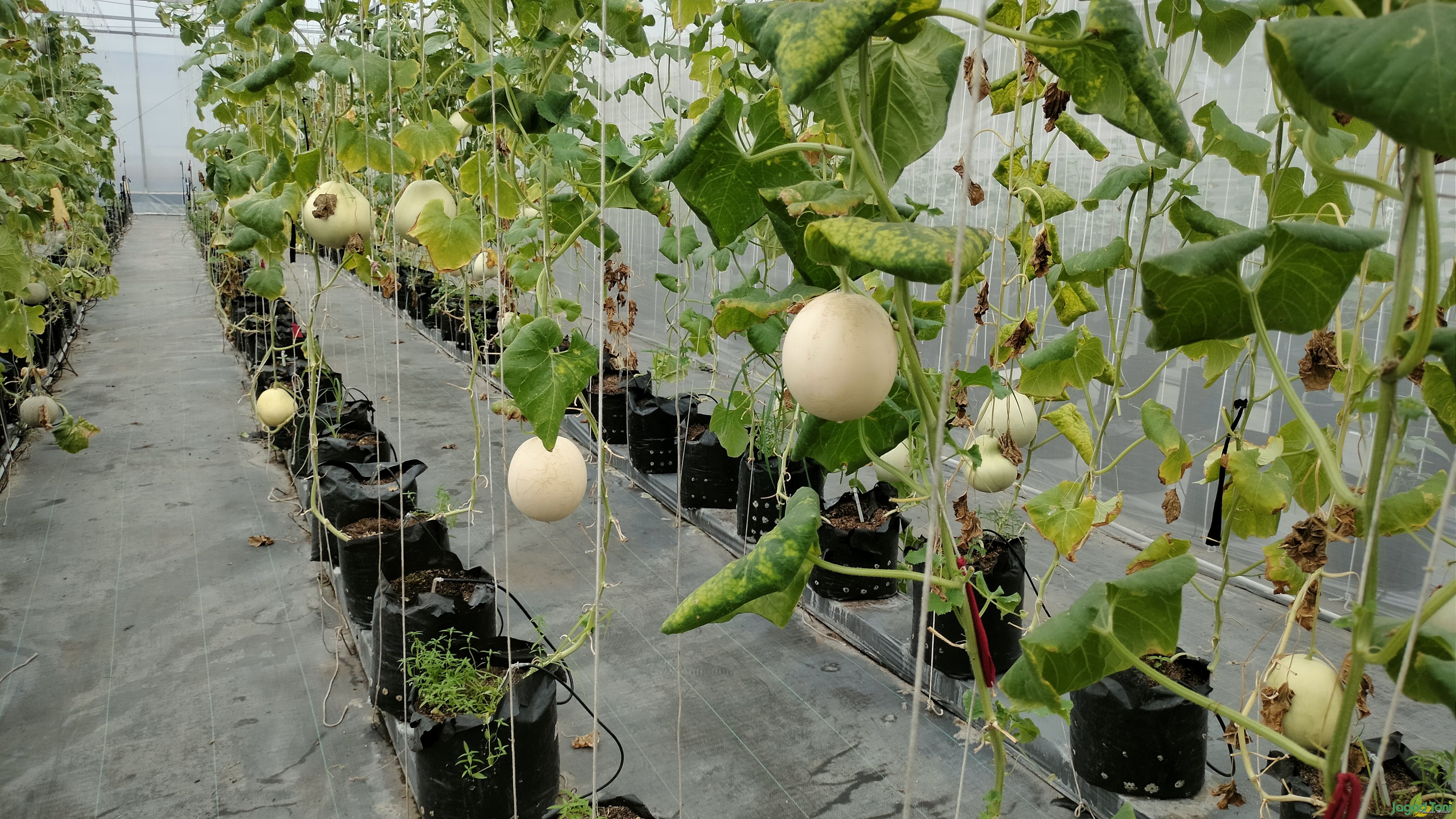 Buah melon di mas miracle farm