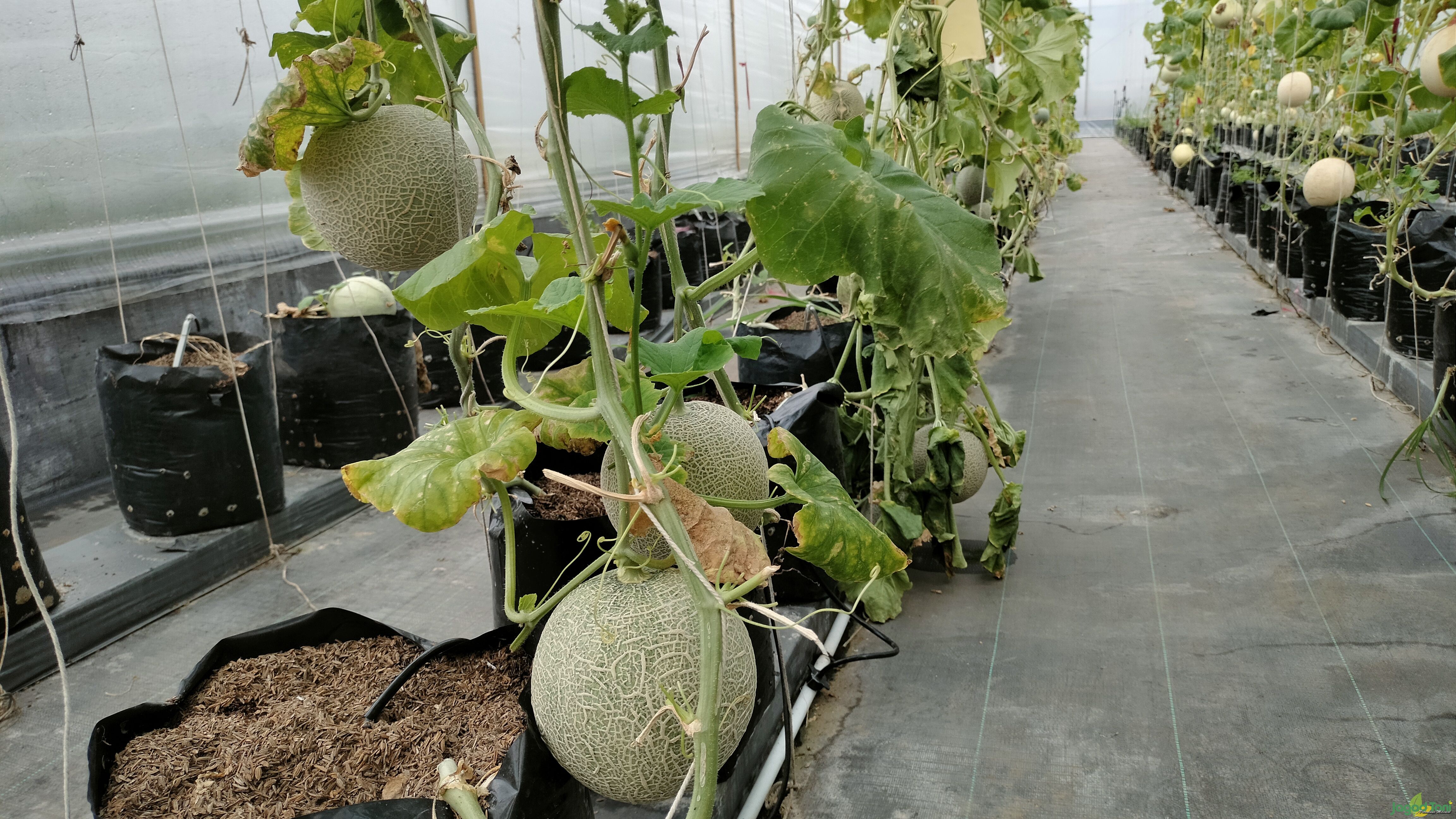 Buah melon madu andalan Mas Miracle Farm 