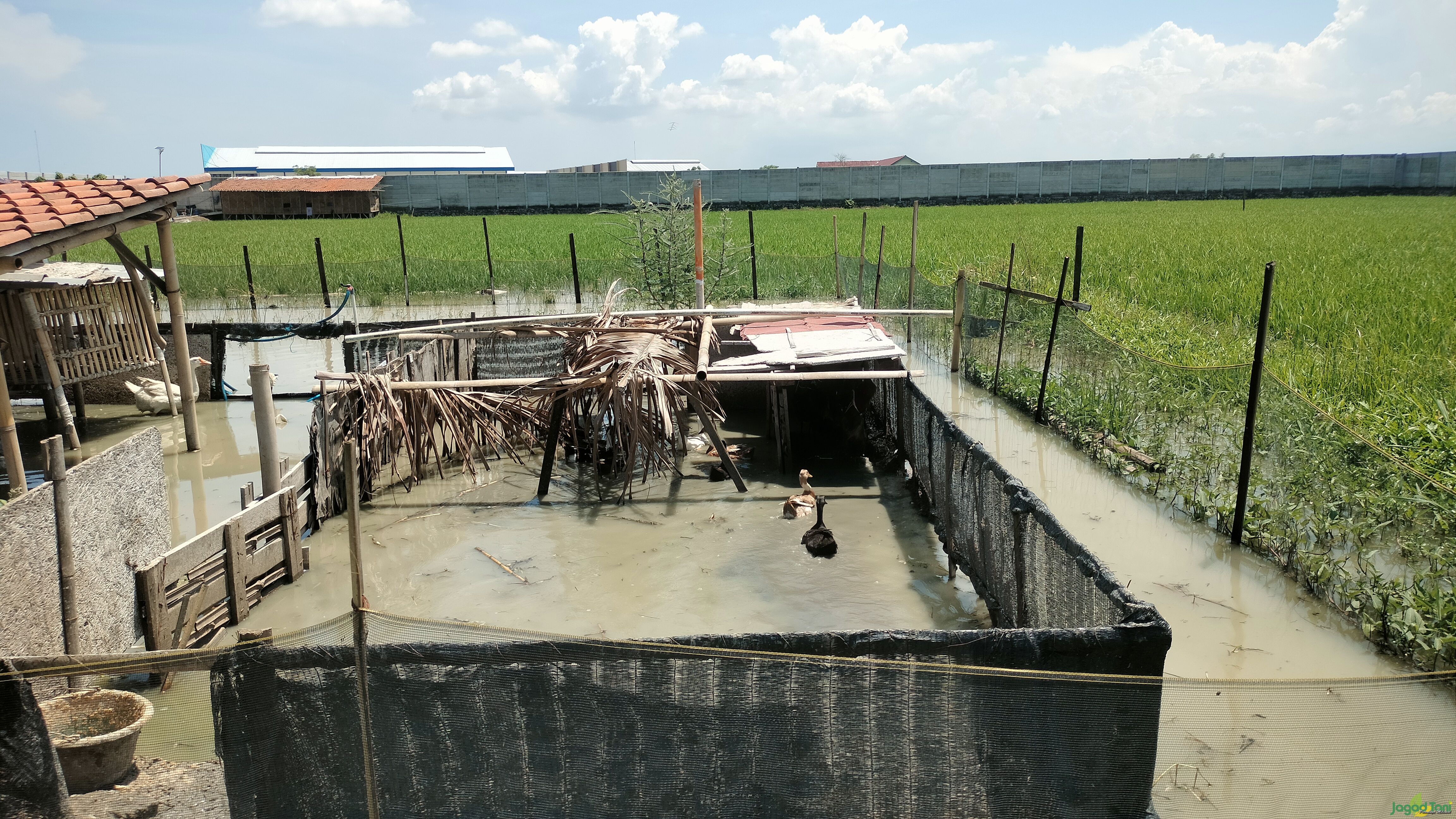 Satu lahan untuk pertanian dan peternakan 