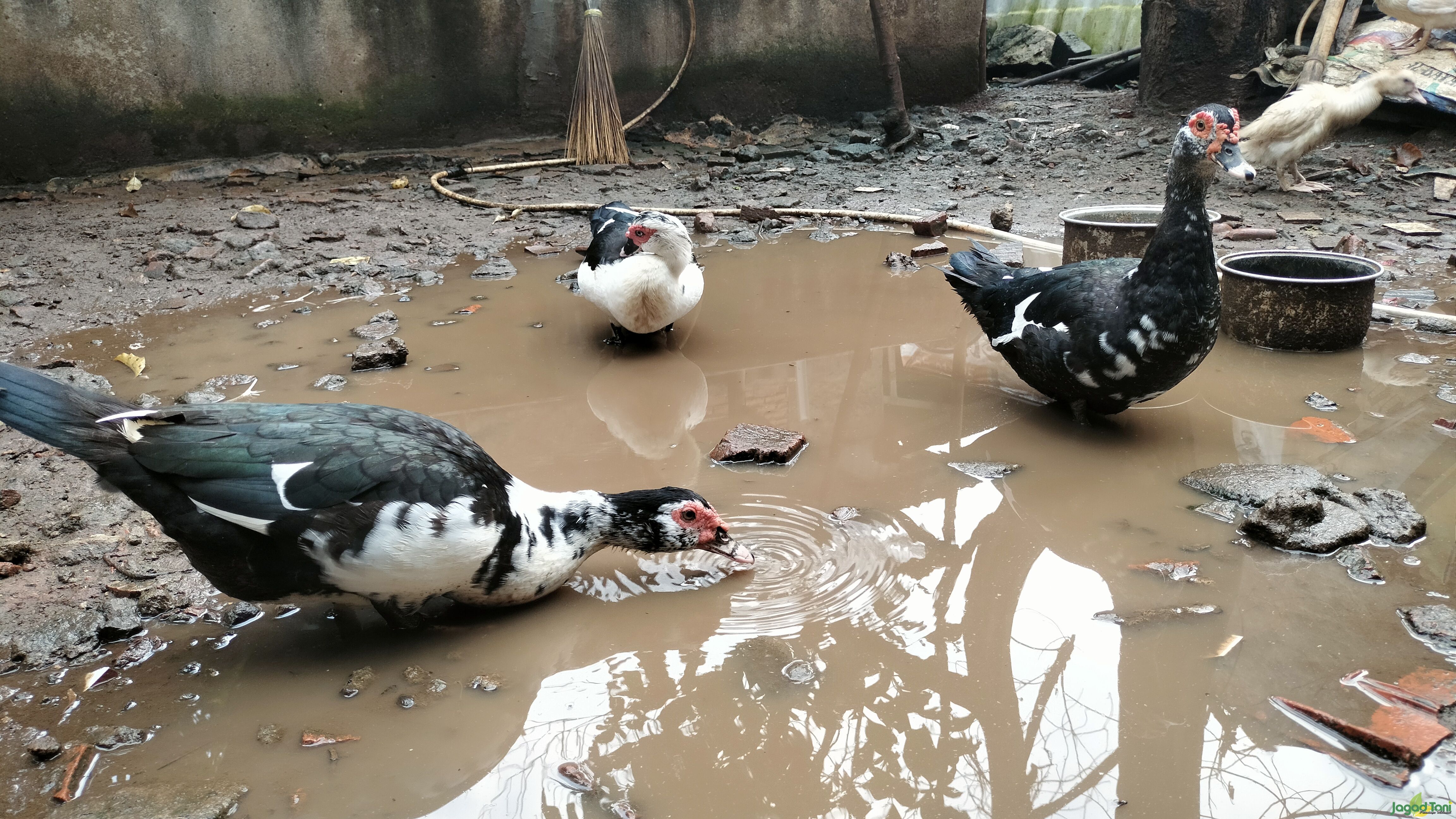 Memanfaatkan lahan pekarangan berternak unggas 