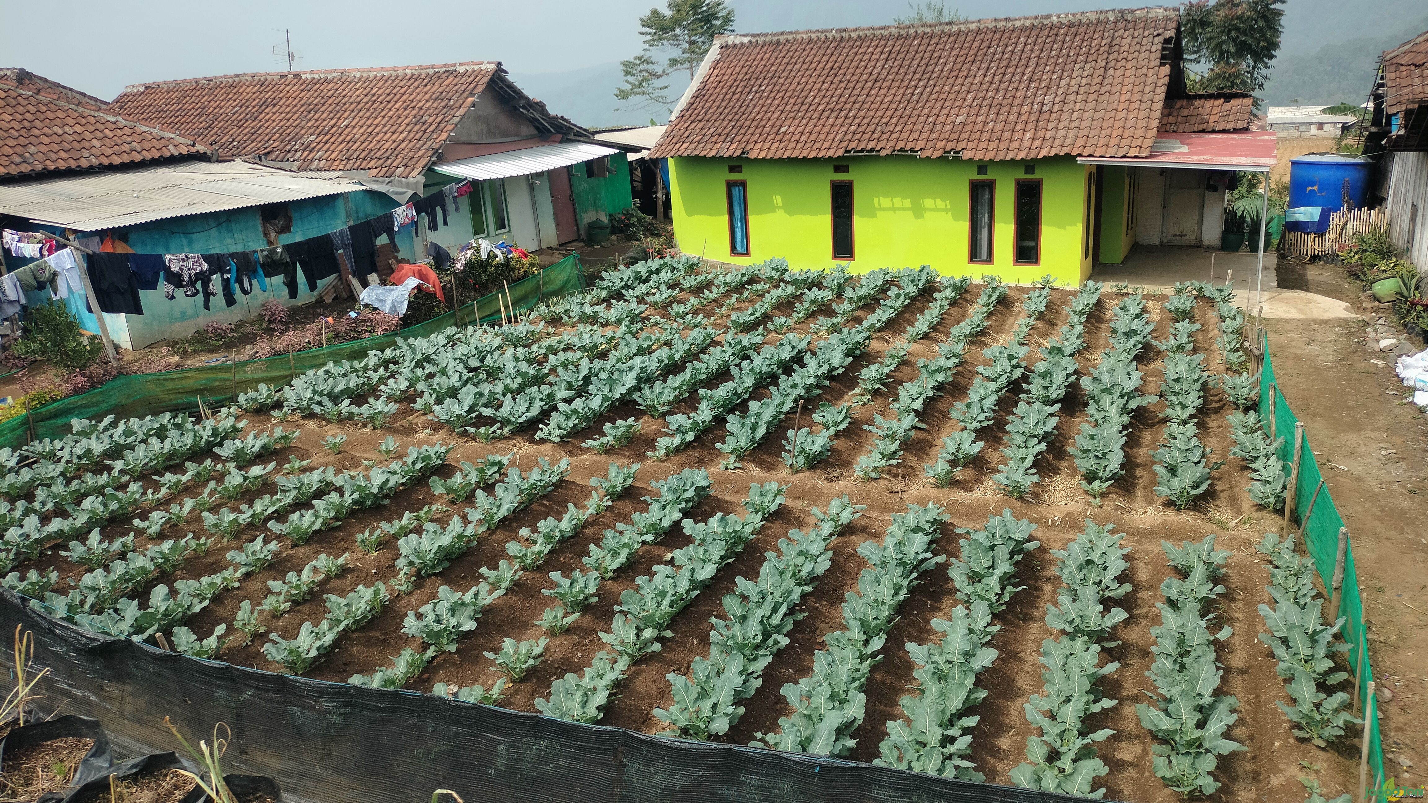 Memanfaatkan lahan di pekarangan rumah