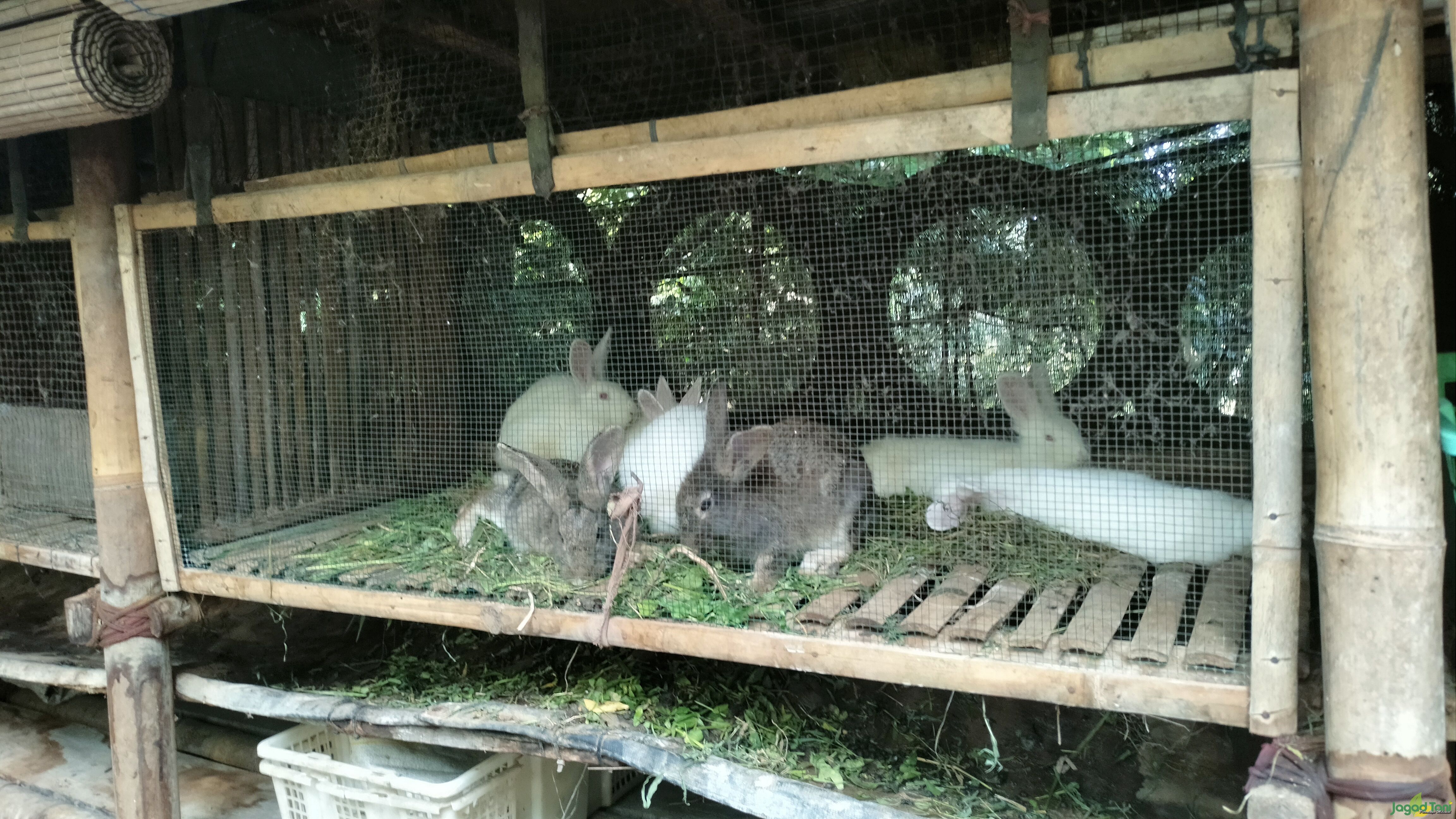 Kelinci pada urban farming 