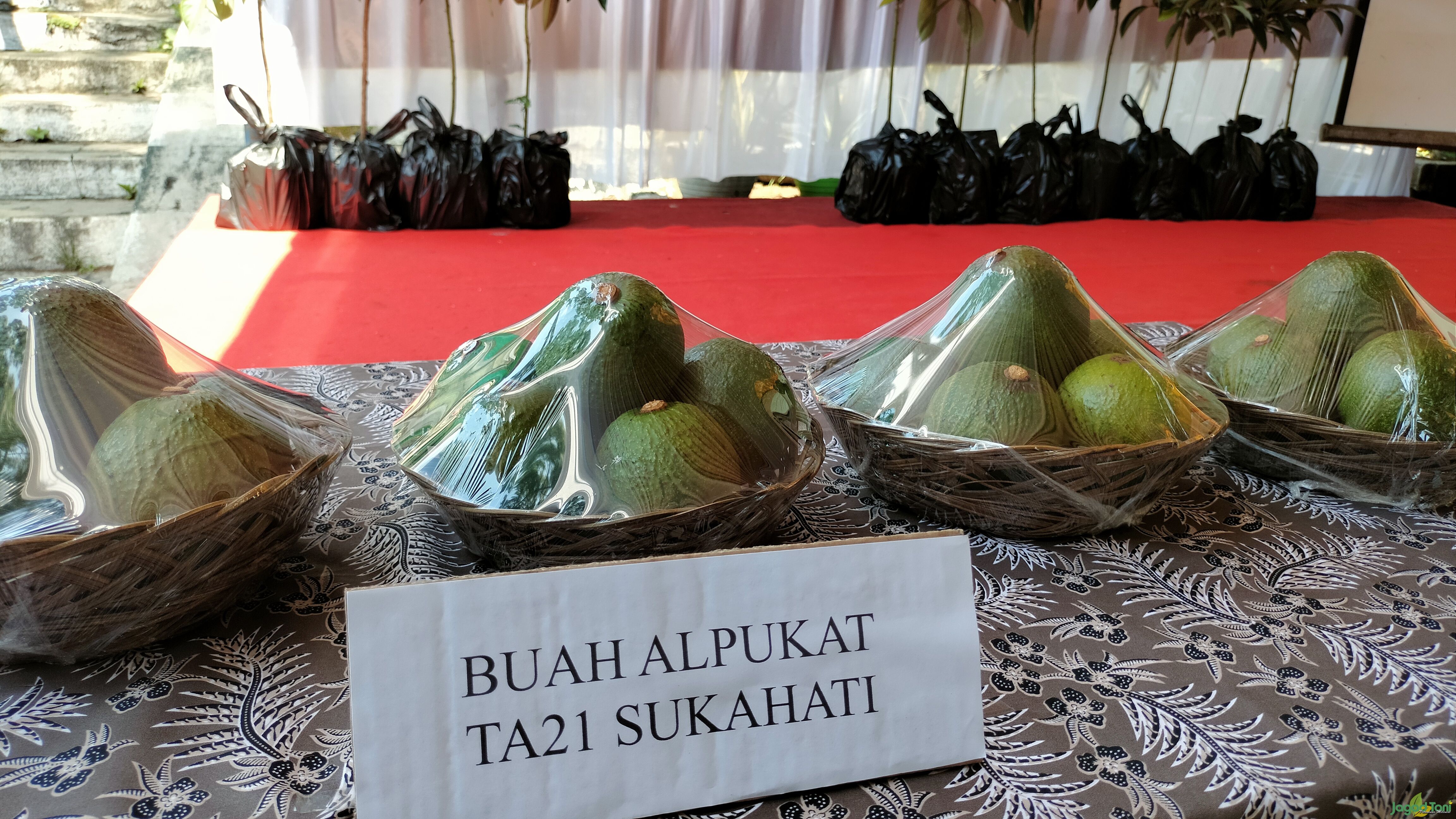 Alpukat TA21 Sukahati 