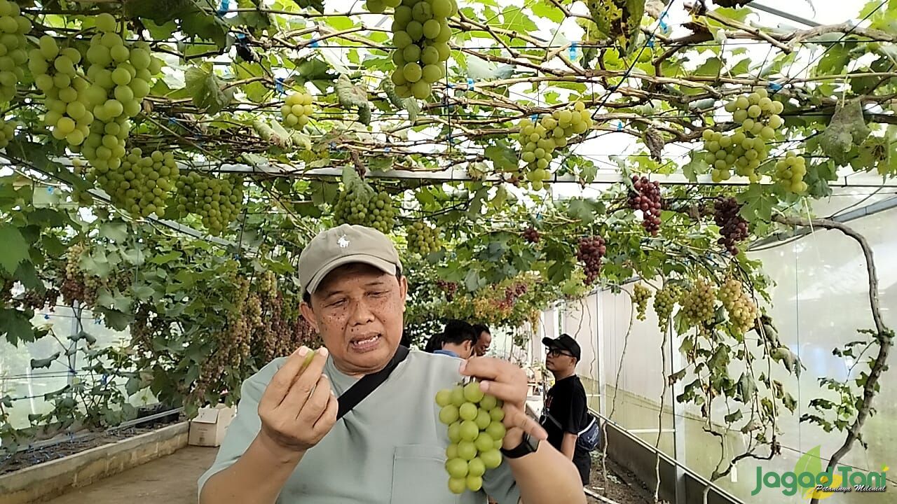 Buah anggur di Salatiga 