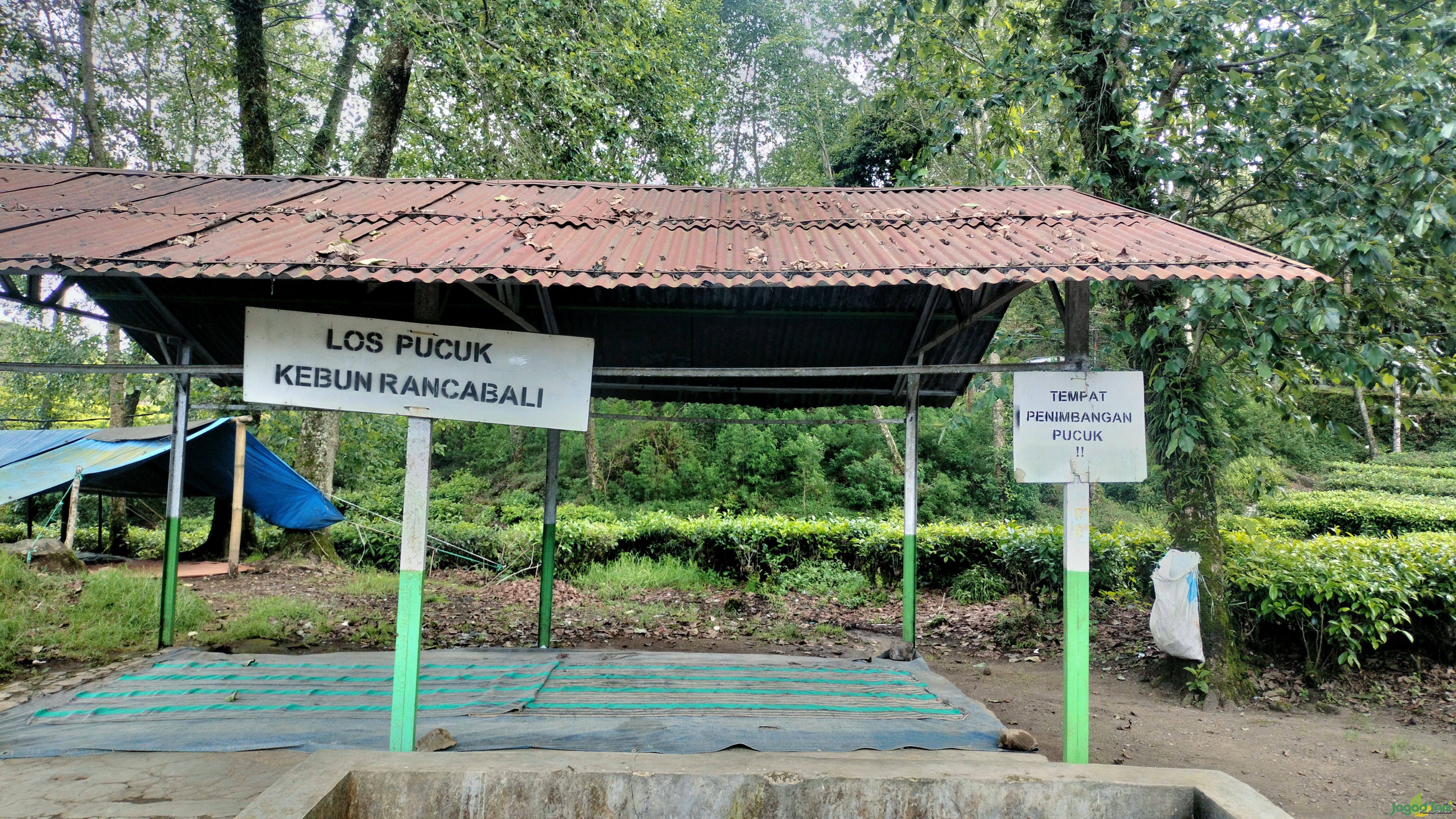 Area pengumpulan pucuk daun teh di perkebunan teh Rancabali 