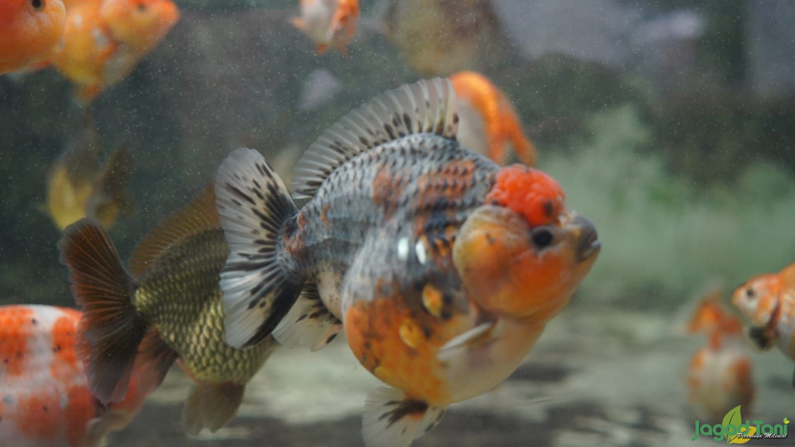 Ikan mas koki koleksi Reyner