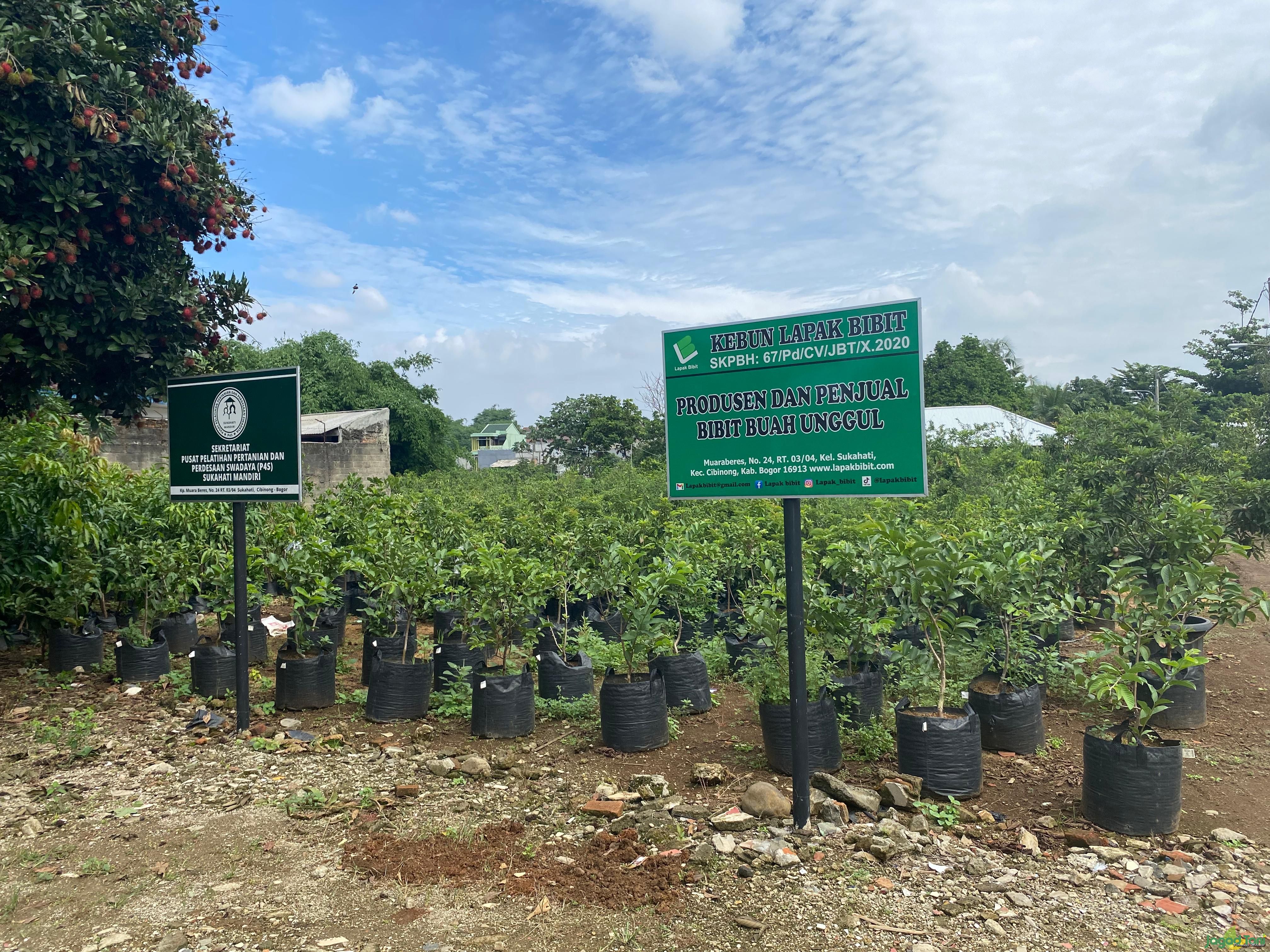 Salah satu area pembibitan di desa Sukahati 