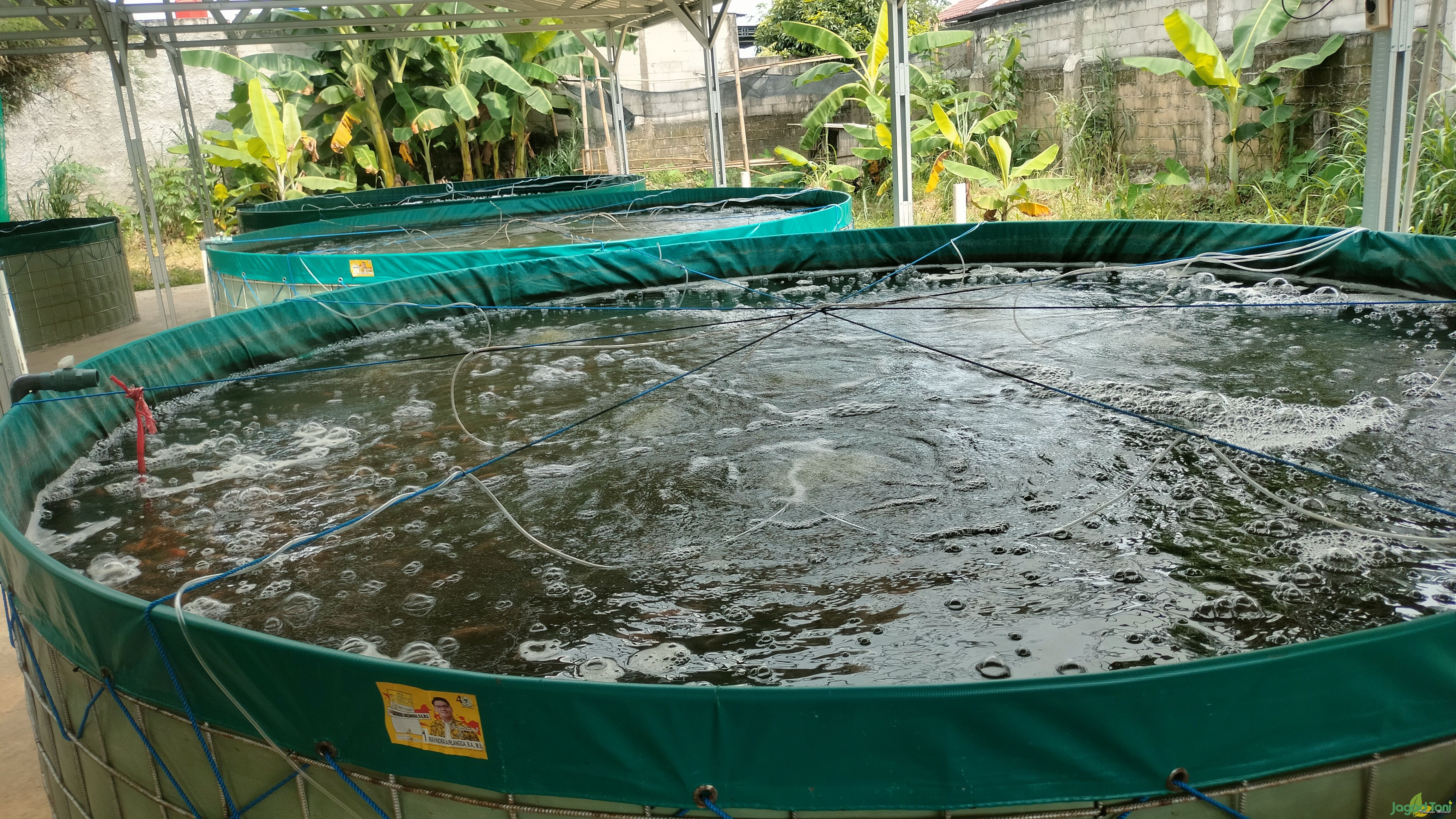 Budidaya ikan mujair nila sistem bioflok 