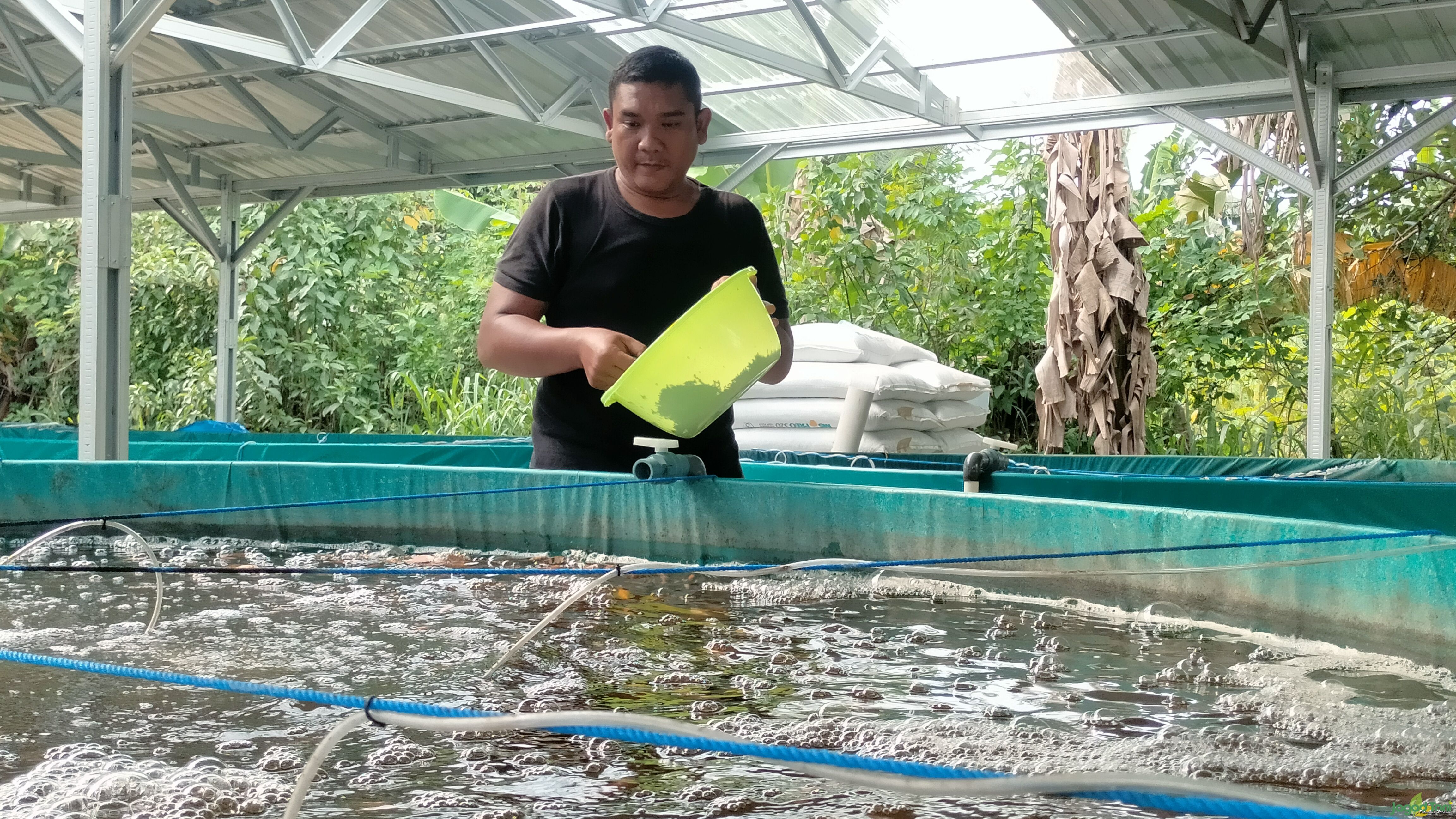 Arif Hadianto memberikan pakan ikan nila