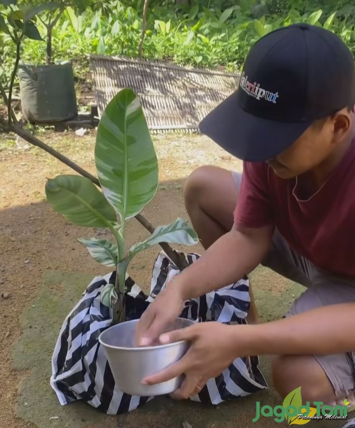 Bonsai buah