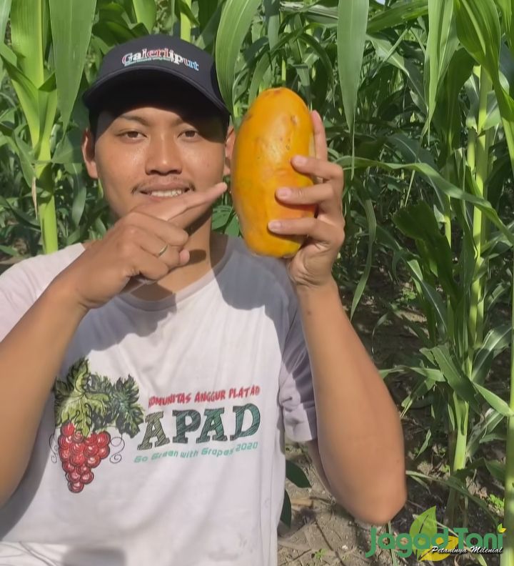 Ikfa Reza Maulana - pemilik akun bonsai buah