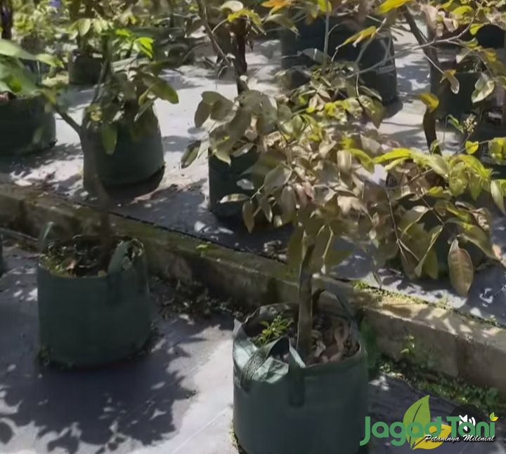 Bibit bonsai buah