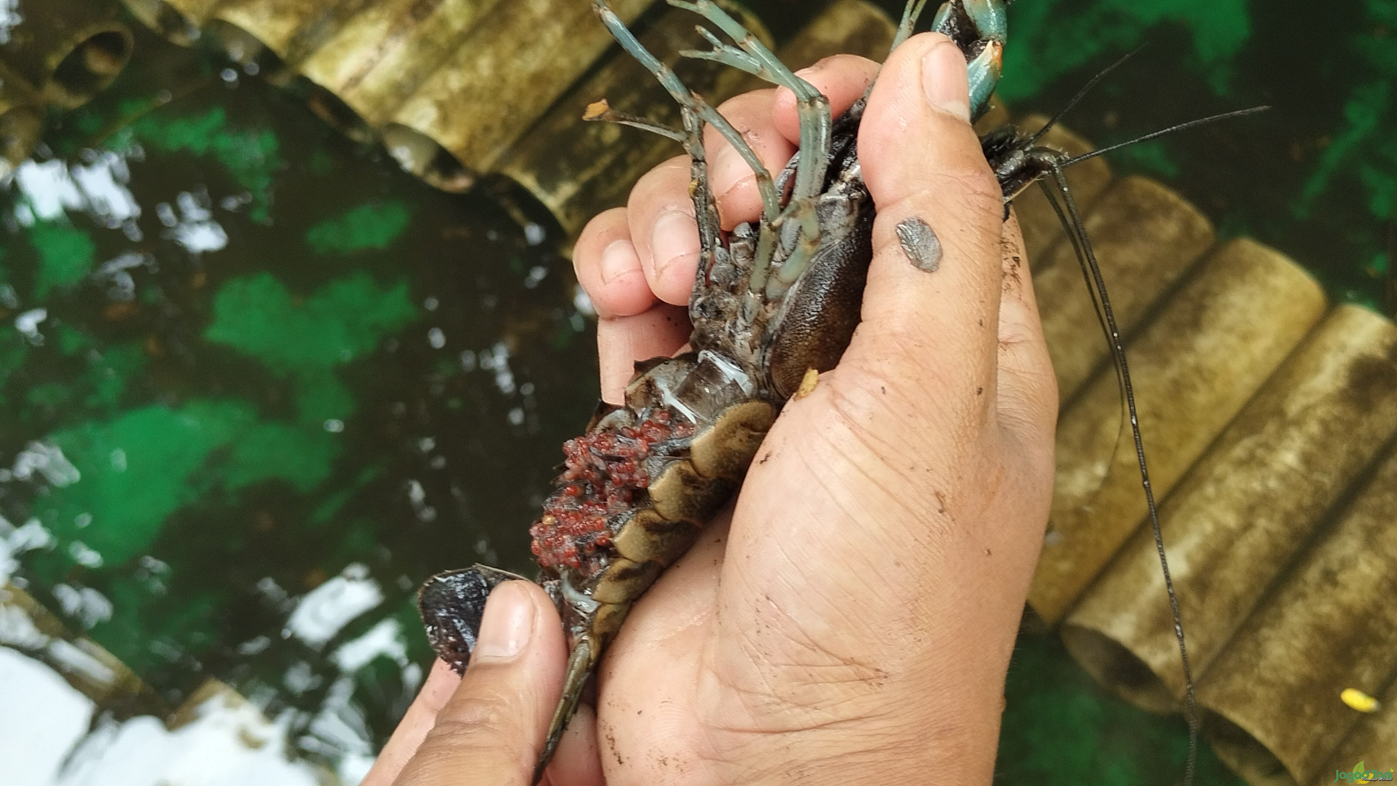 Lobster Air Tawar jenis Red Claw 