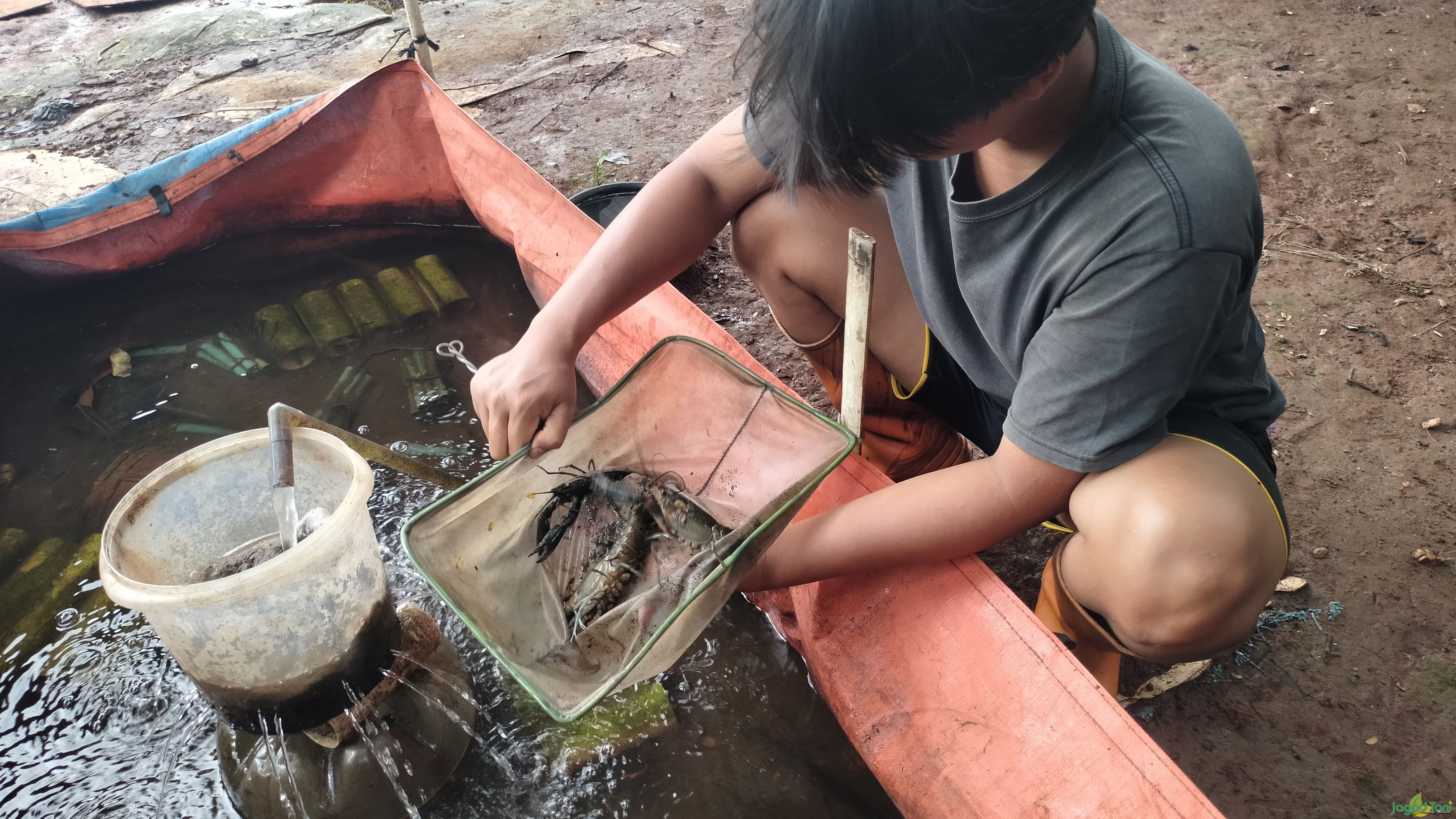 Sofian Hanif Aprian memilih menekuni bisnis budidaya lobster air tawar 