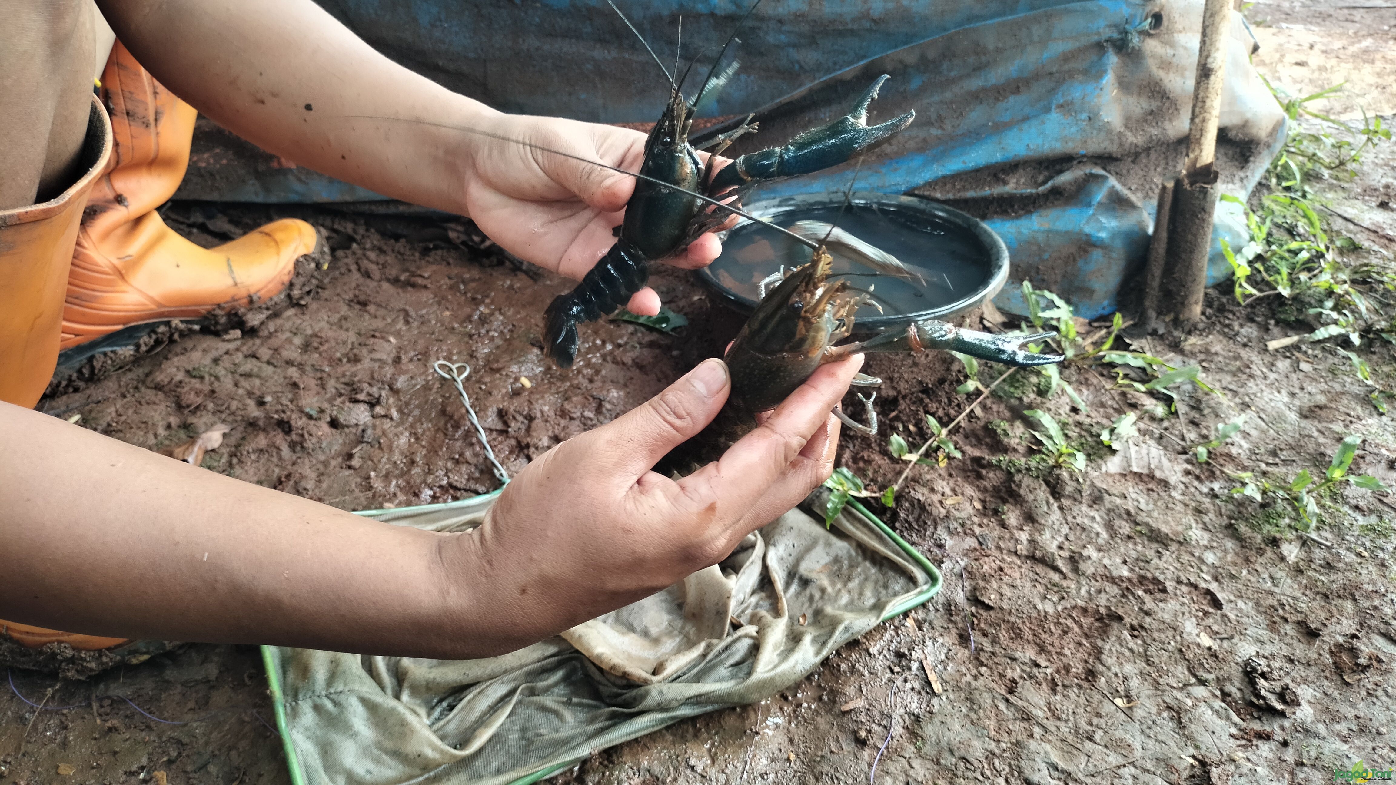 Indukan lobster air tawar 