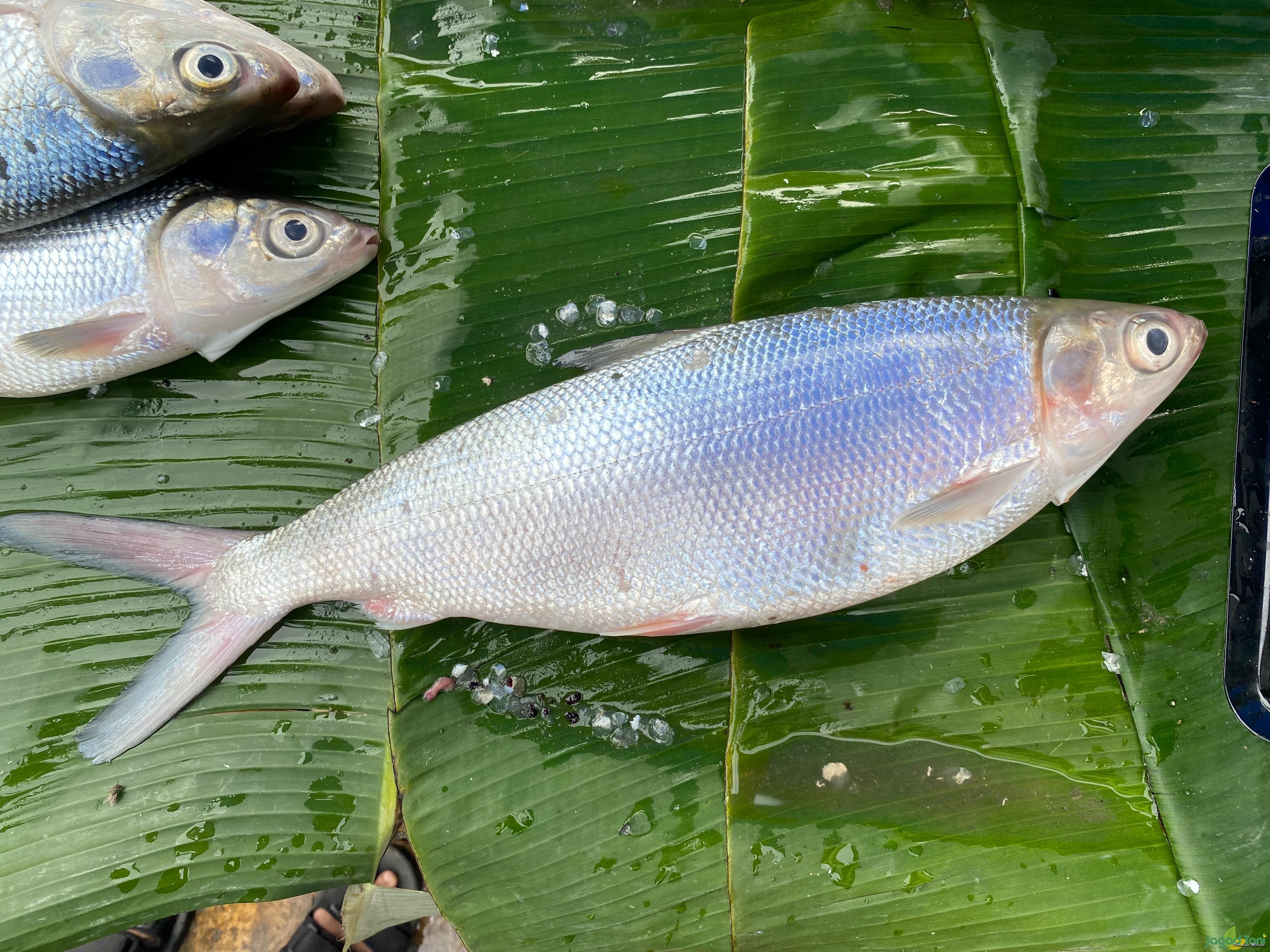 Harga ikan Bandeng 