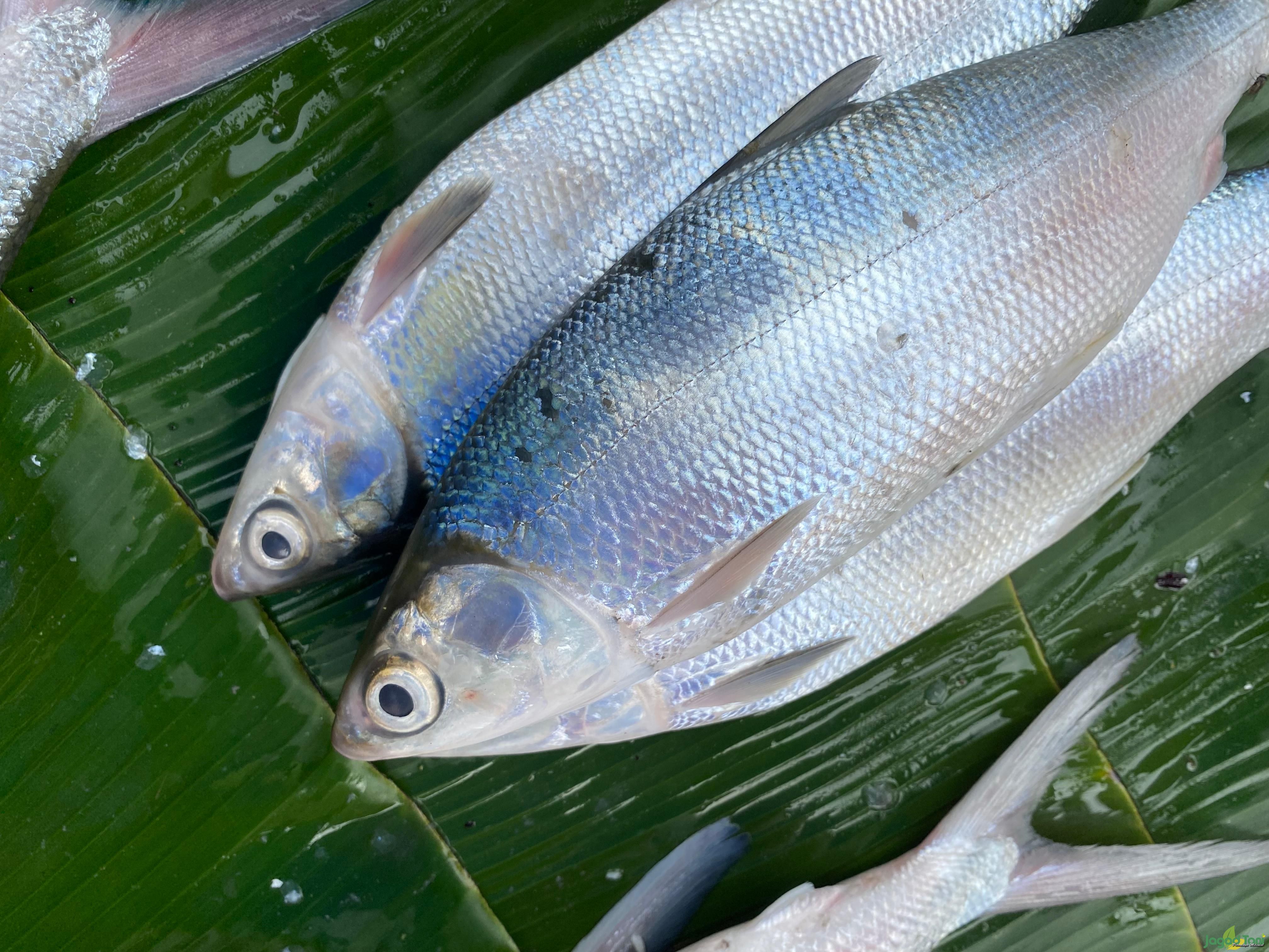 Ikan Bandeng di pasar Rawa Belong 