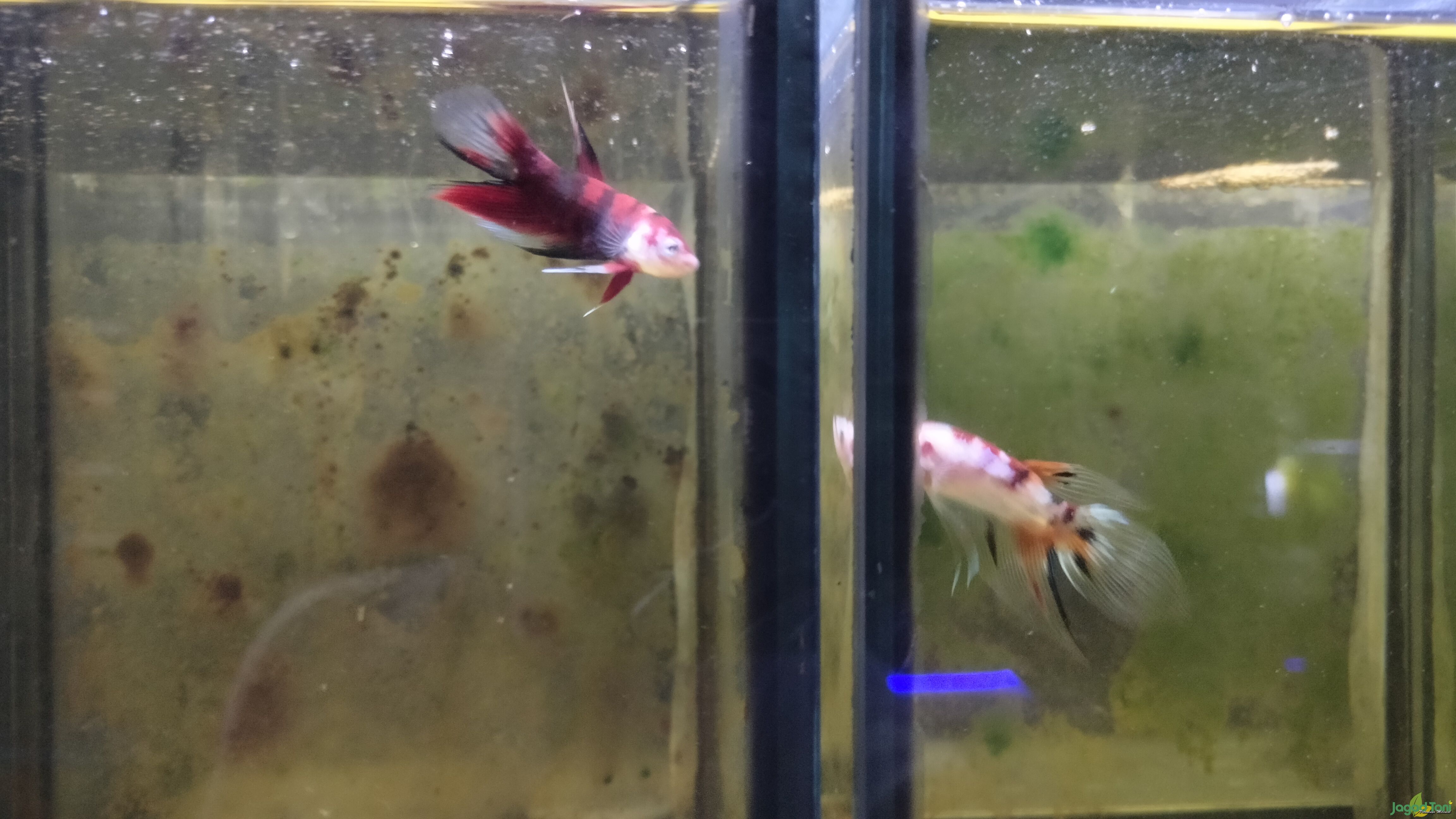 Ikan Cupang koleksi Fishkinian Official 
