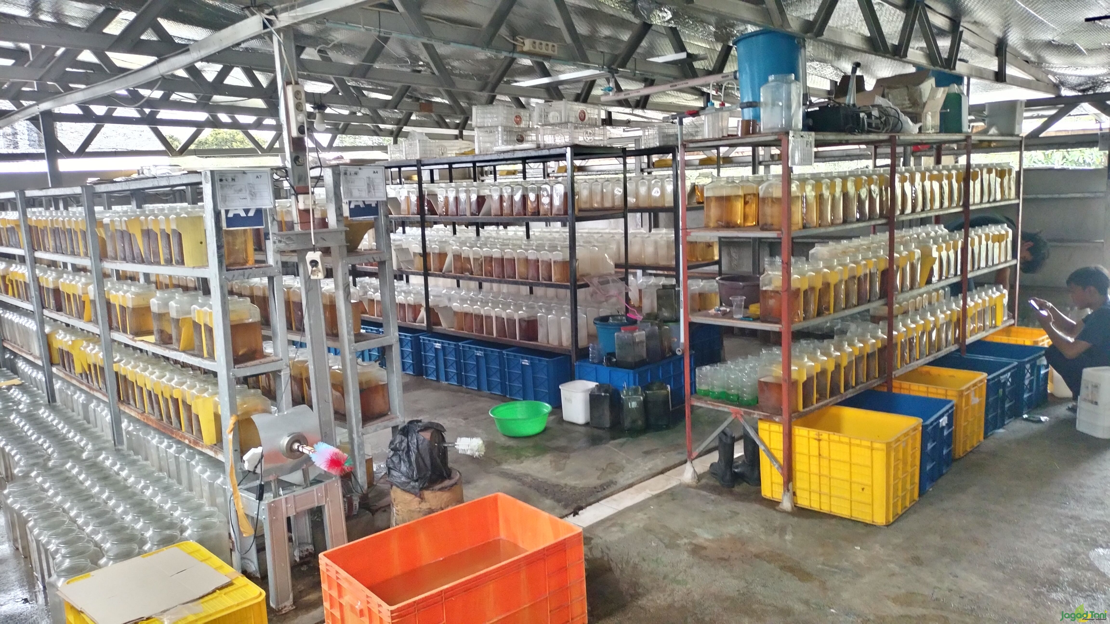 Area budidaya ikan cupang di Fishkinian Official 