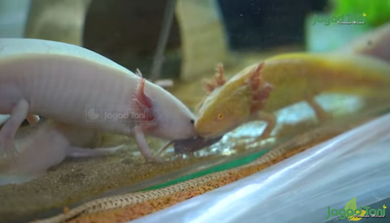 Axolotl, Hewan Salamander Tersenyum Yang Unik