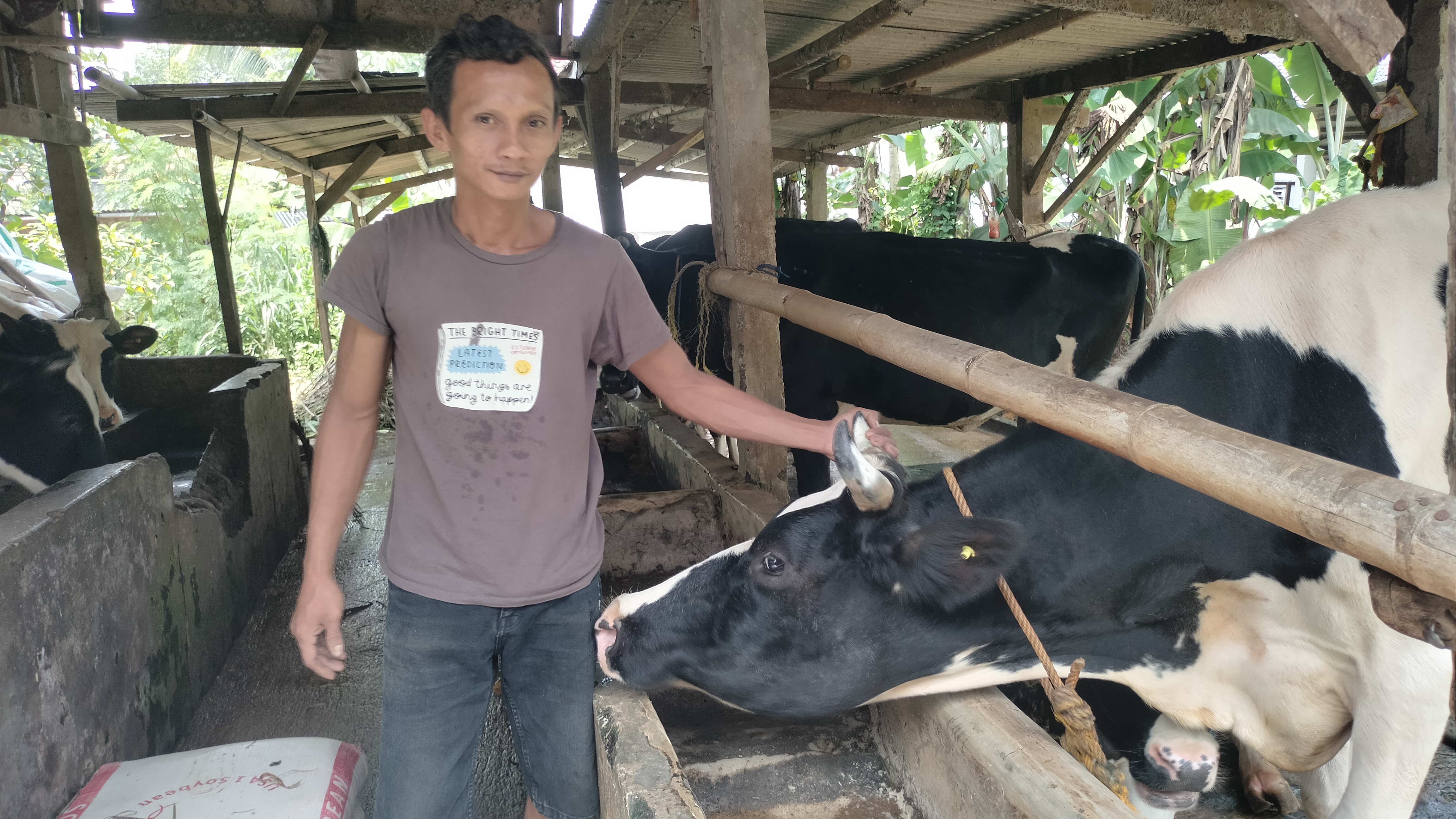 Untung Suherman memilih beternak sapi perah 