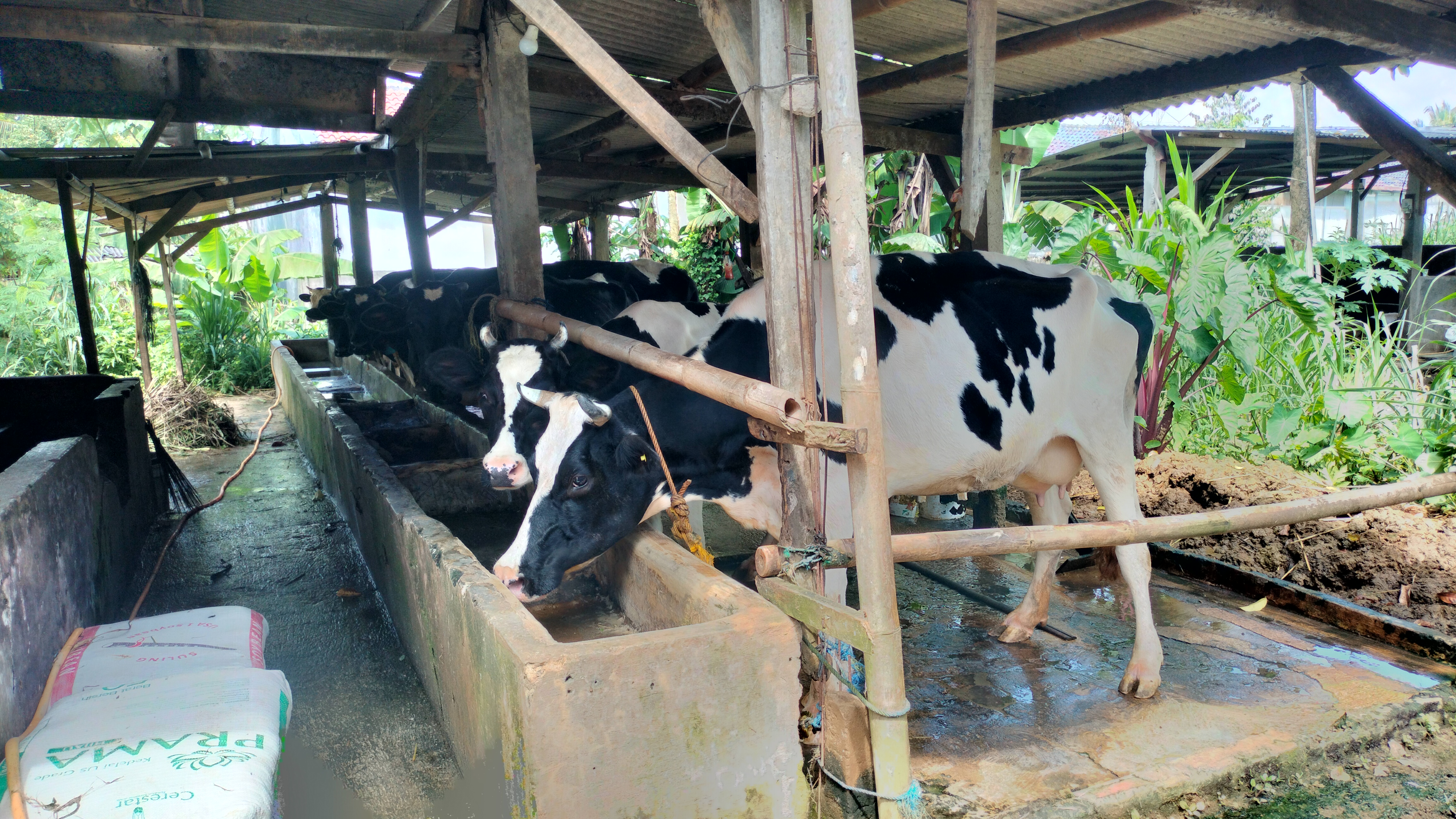 Sapi perah milik Untung Suherman 