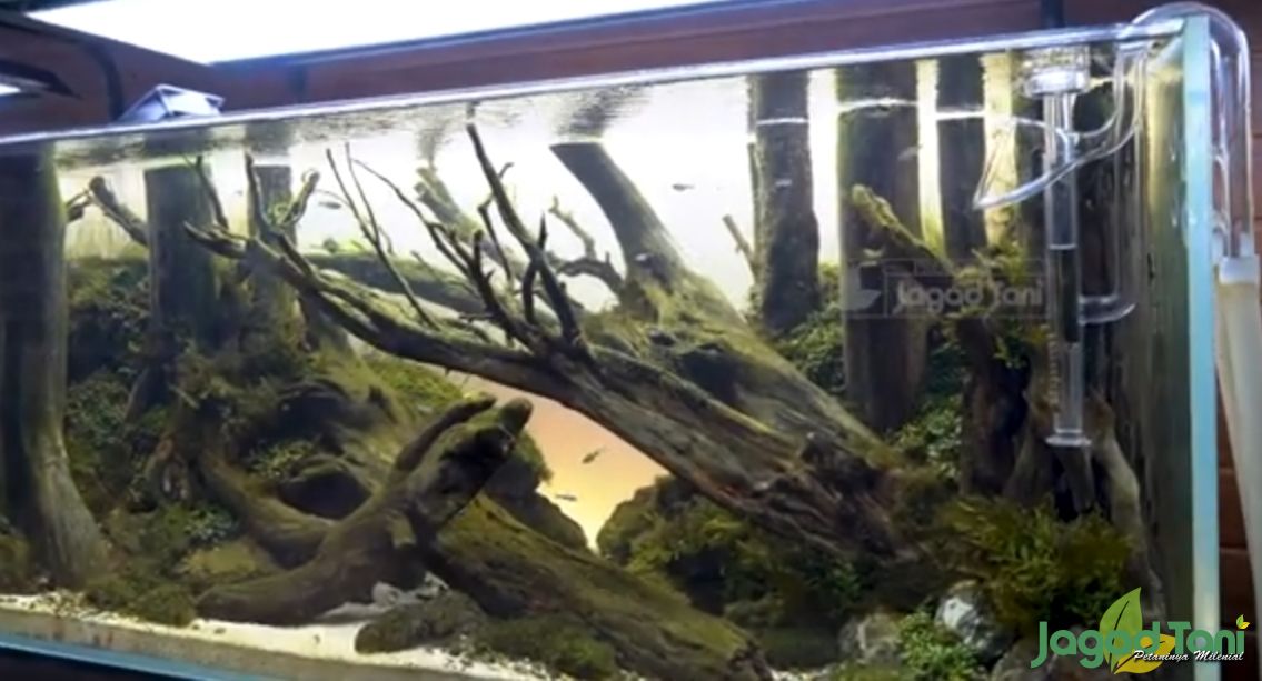 Aquascape 