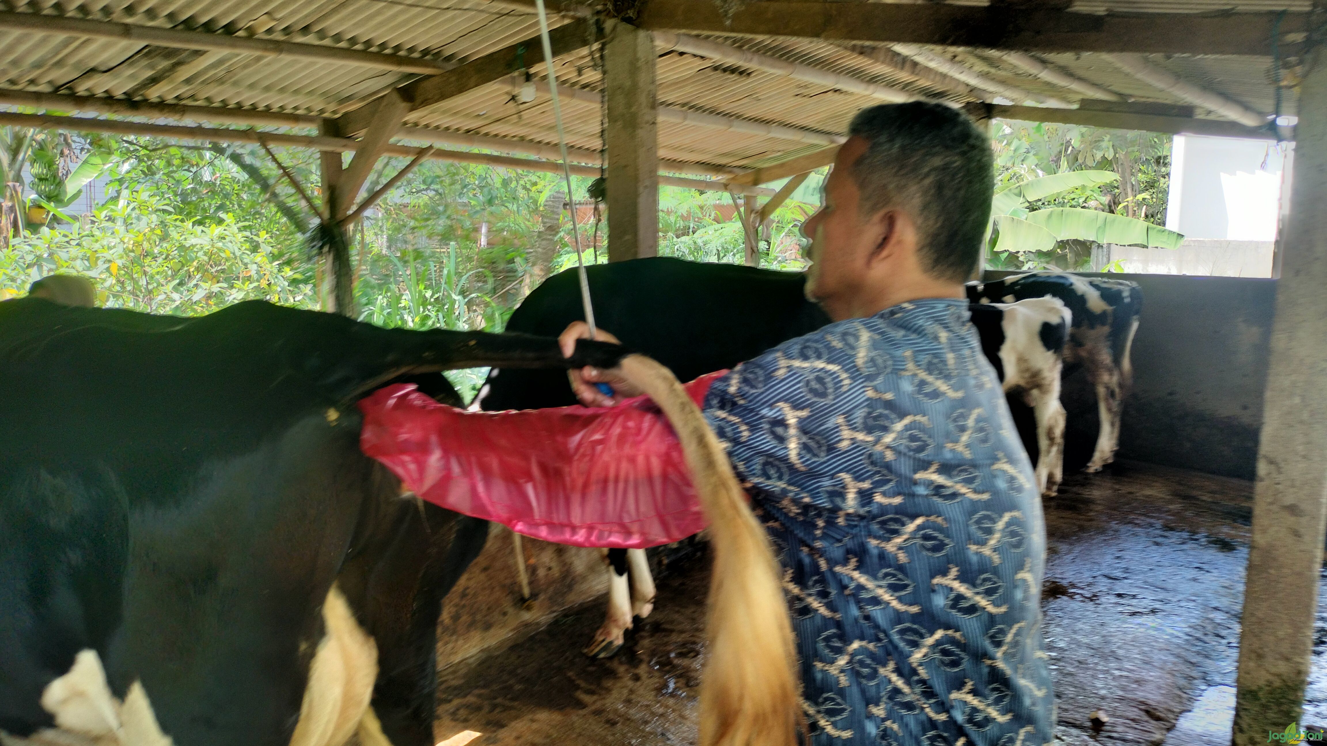 Inseminasi buatan solusi produktivitas sapi perah 