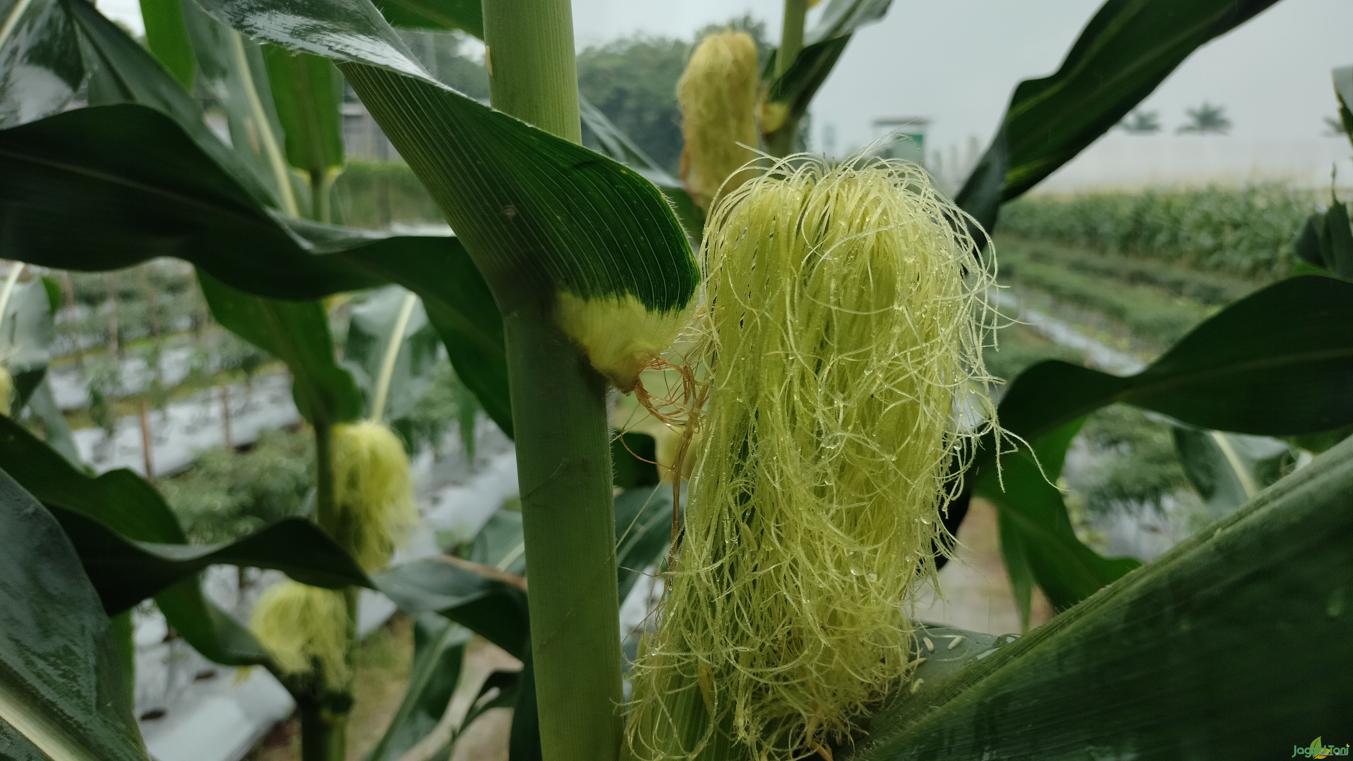 Segudang kandungan nutrisi dari rambut jagung 