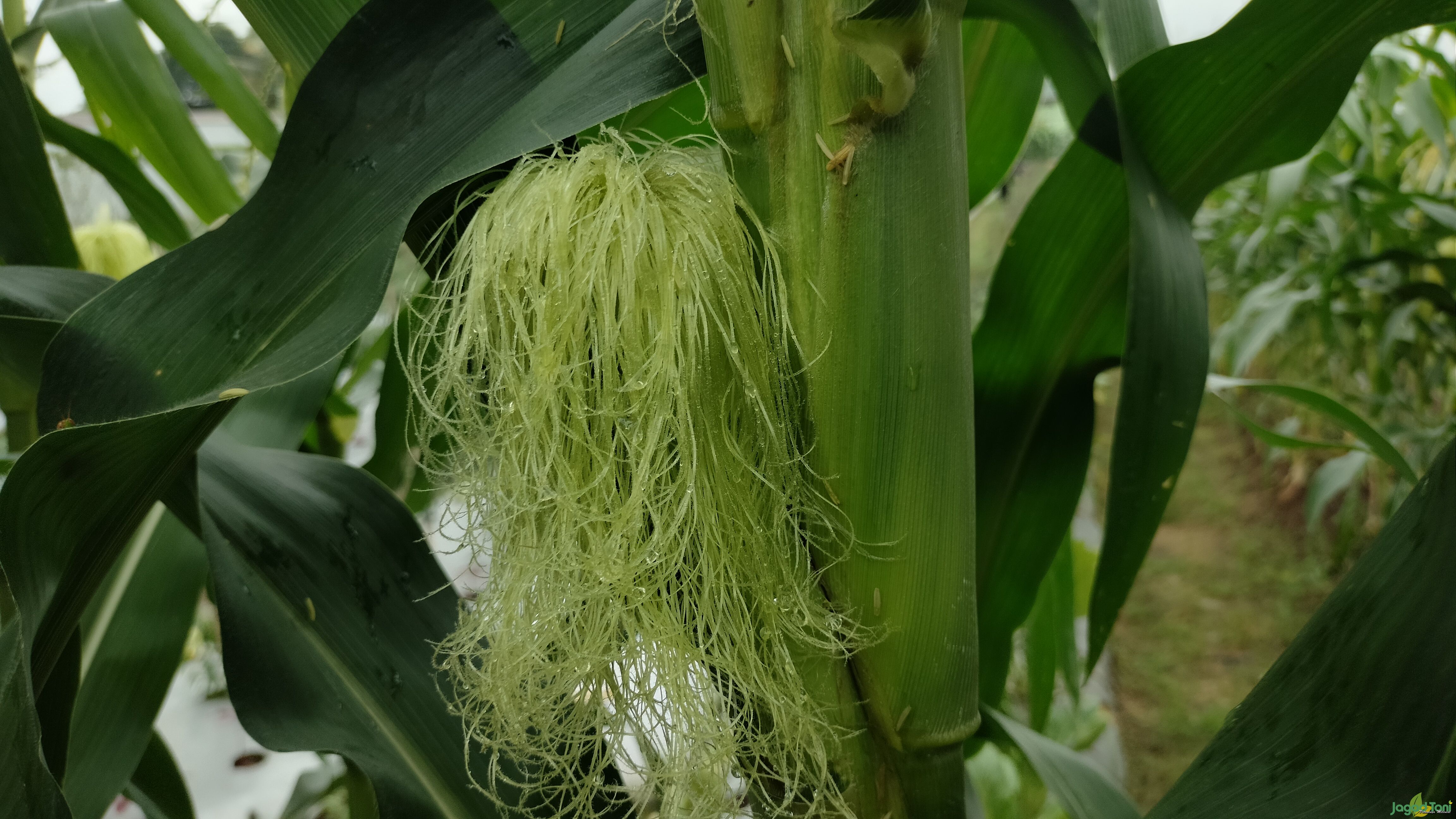 Manfaat rambut jagung bagi kesehatan tubuh 
