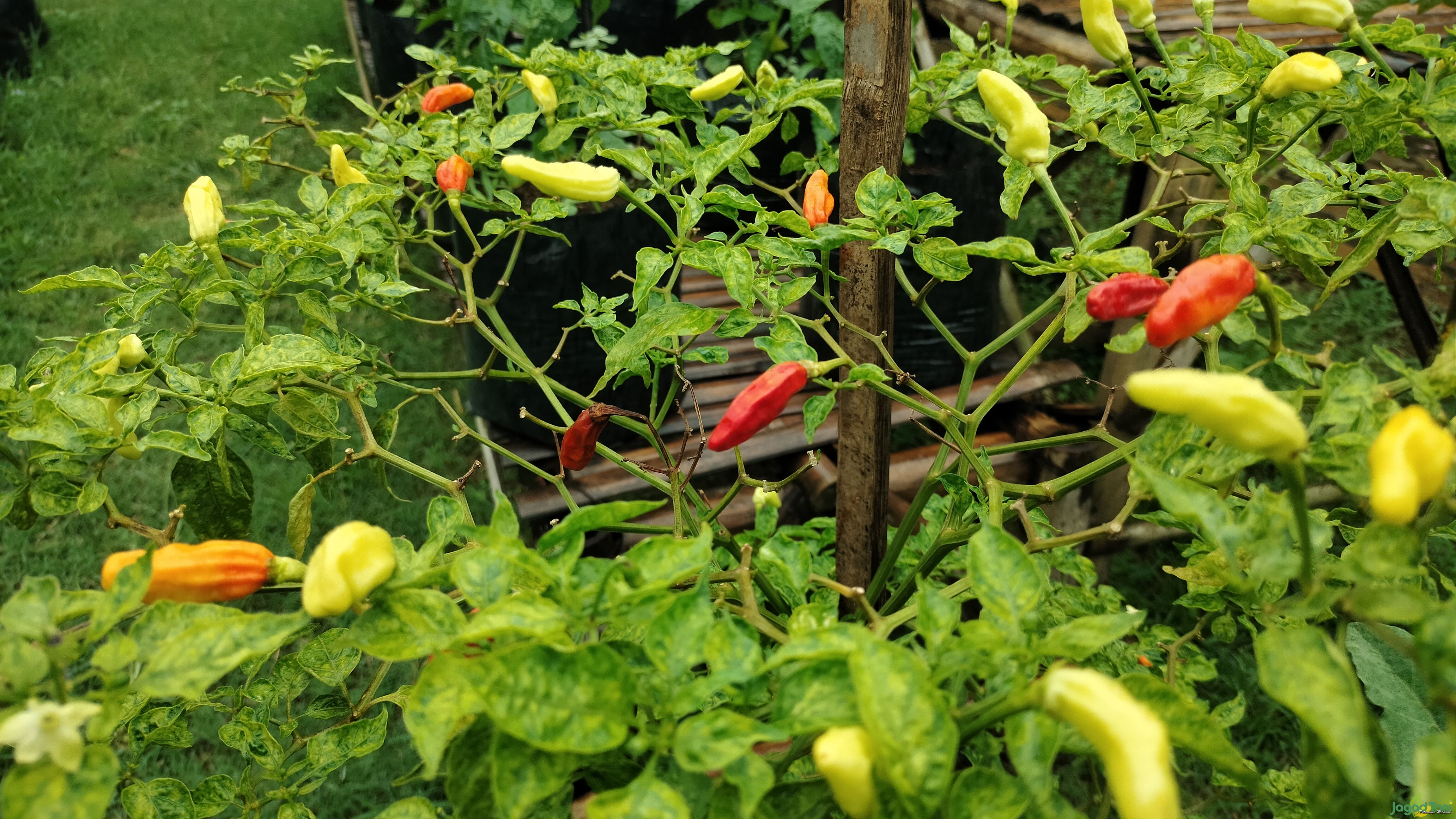 Tanaman cabai di Mas Miracle Farm 