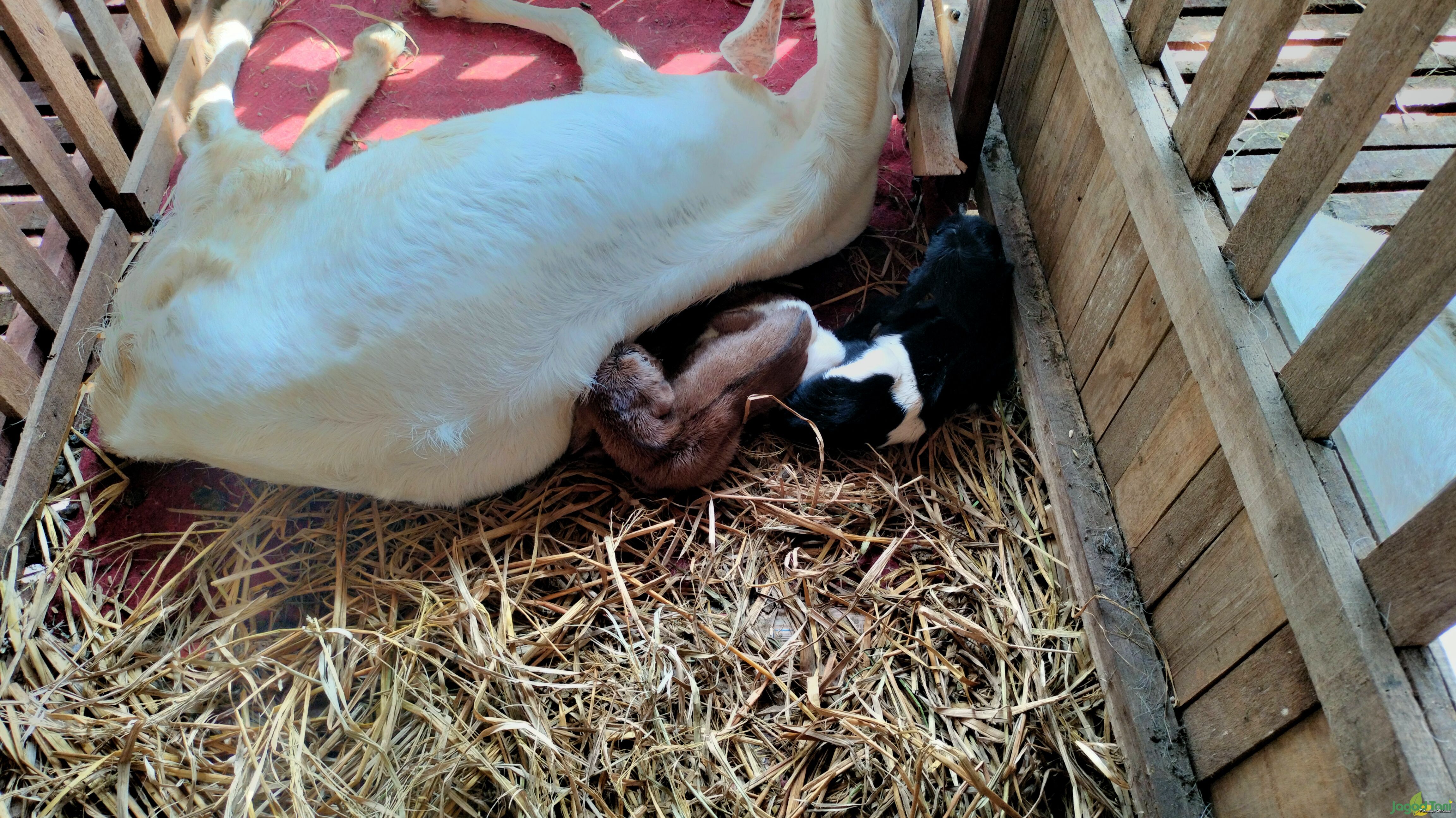 Kambing hasil breeding Arkandra farm 