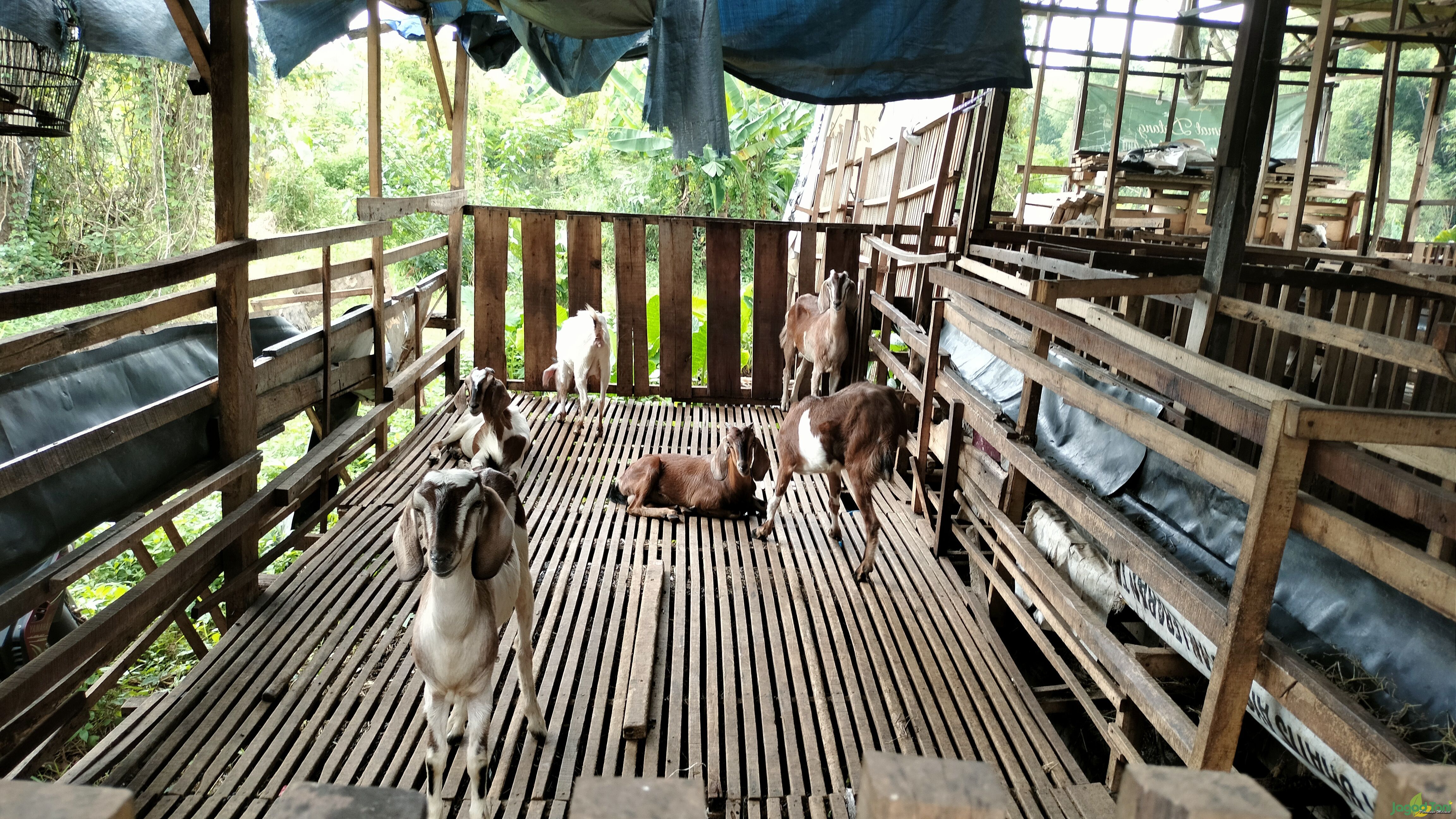 Kambing di Arkandra farm 