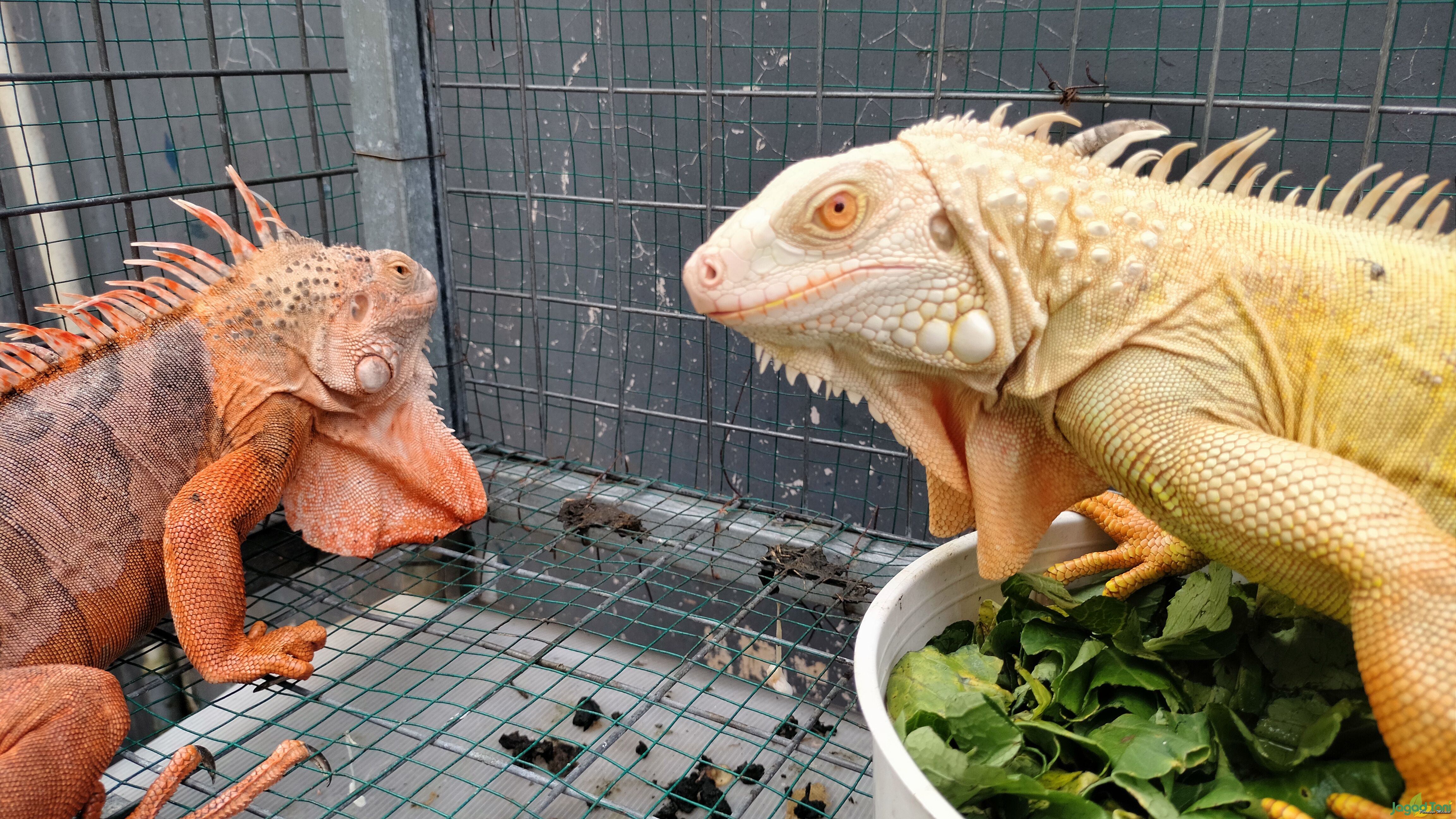 Indukan iguana 