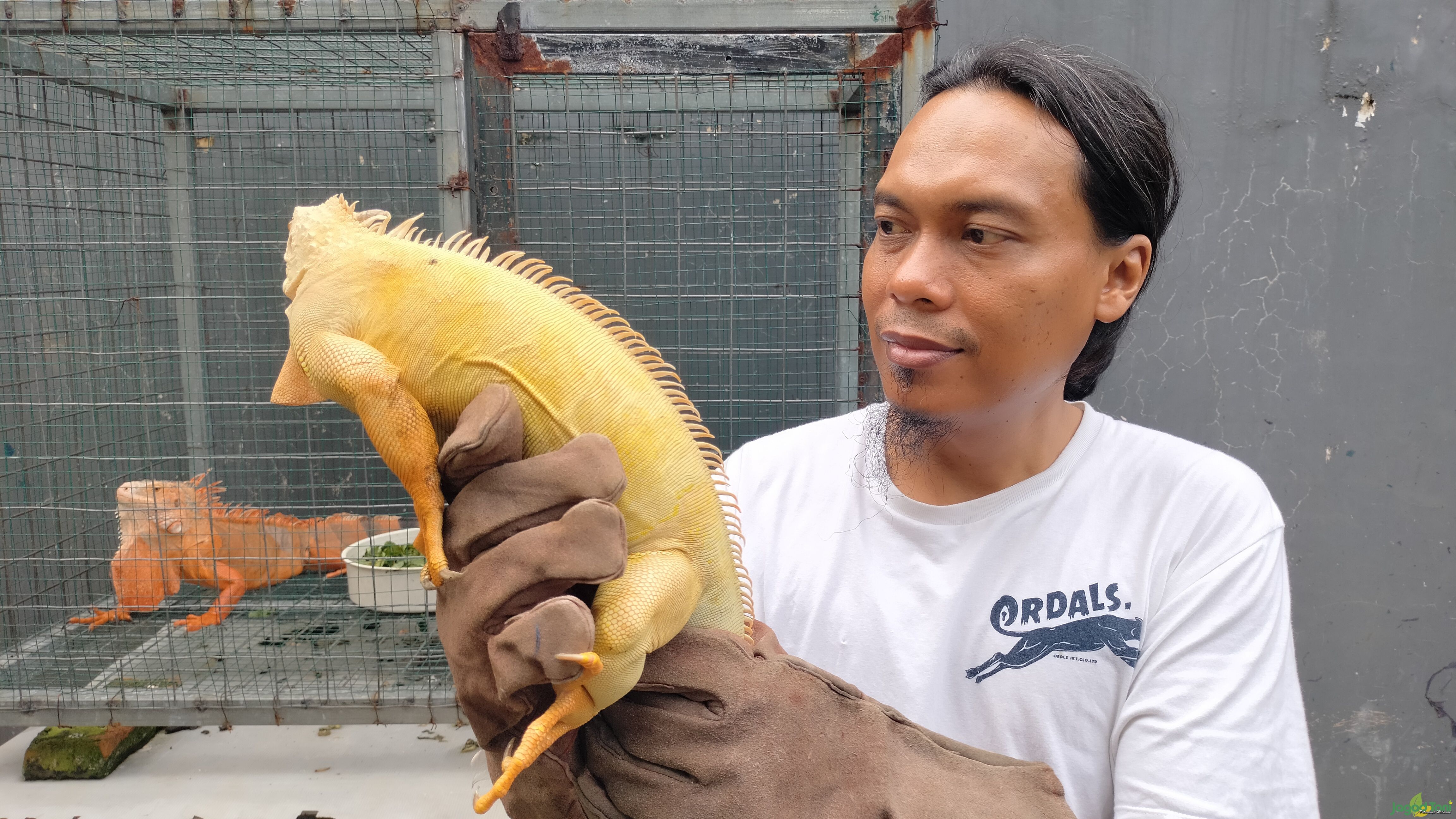 Yudha Herlambang pencinta reptil khususnya iguana 