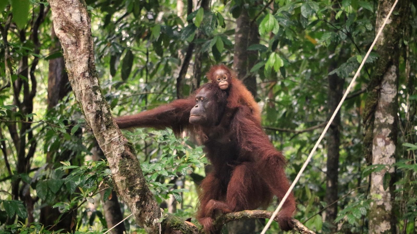 Putri Tanjung dan Liesjhe pada tahun 2019 - 
