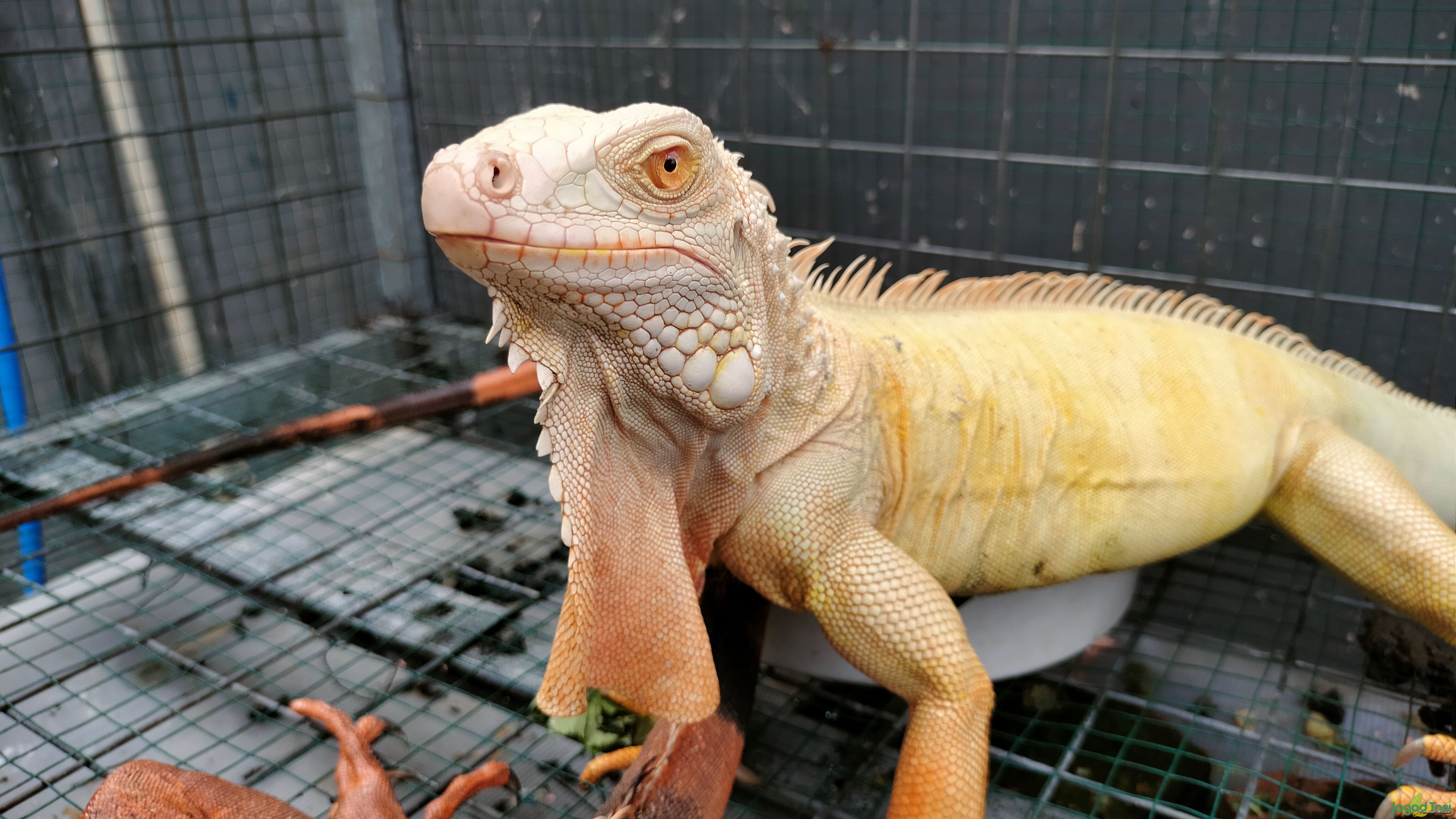 Iguana betina jenis Red Albino 