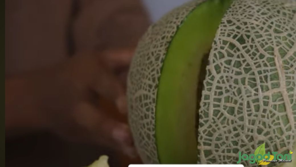 Buah melon hasil budidaya di Akaruku hydrofarm