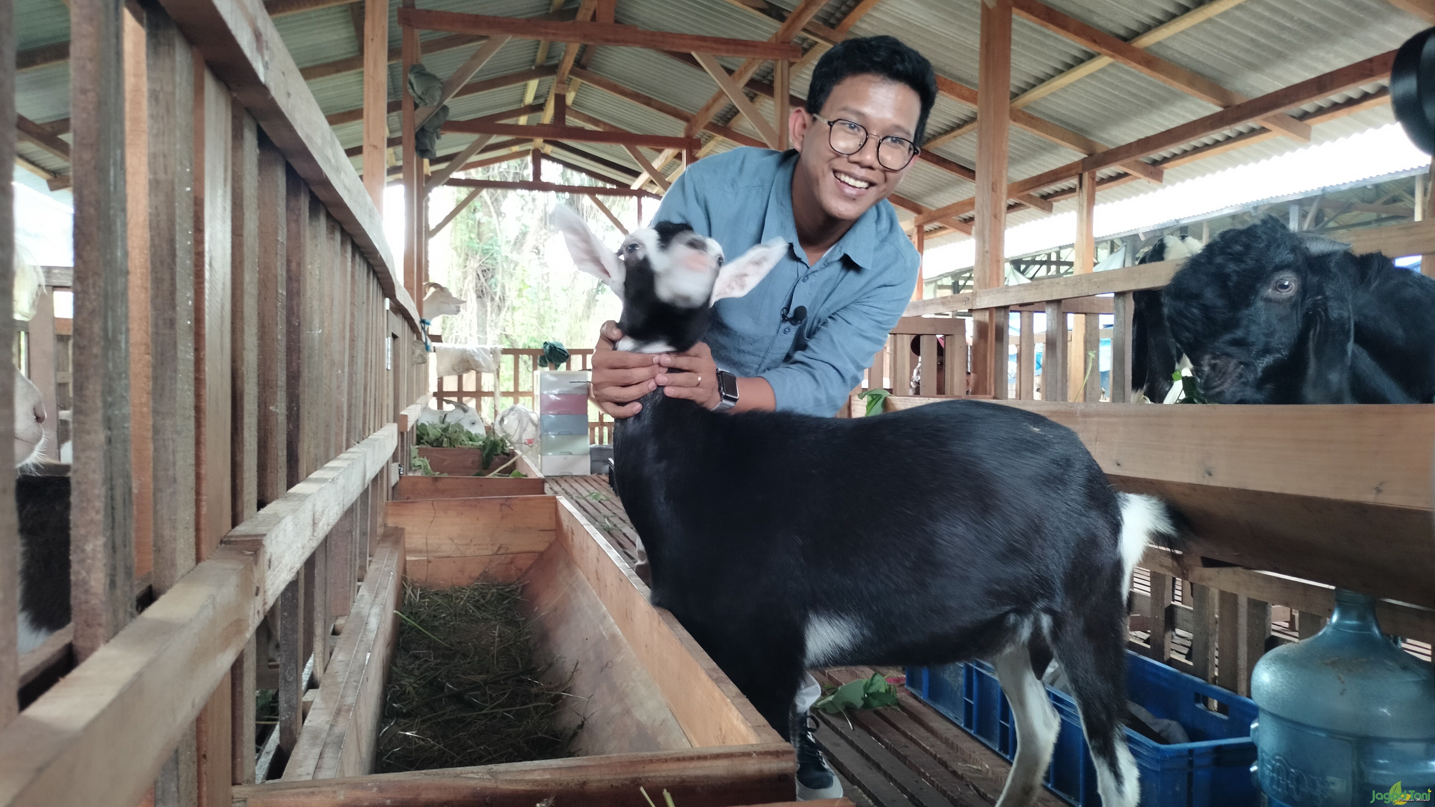 Kambing Alpen bernama Luna sebagai salah satu indukan andalan Ahmad Muzaki 