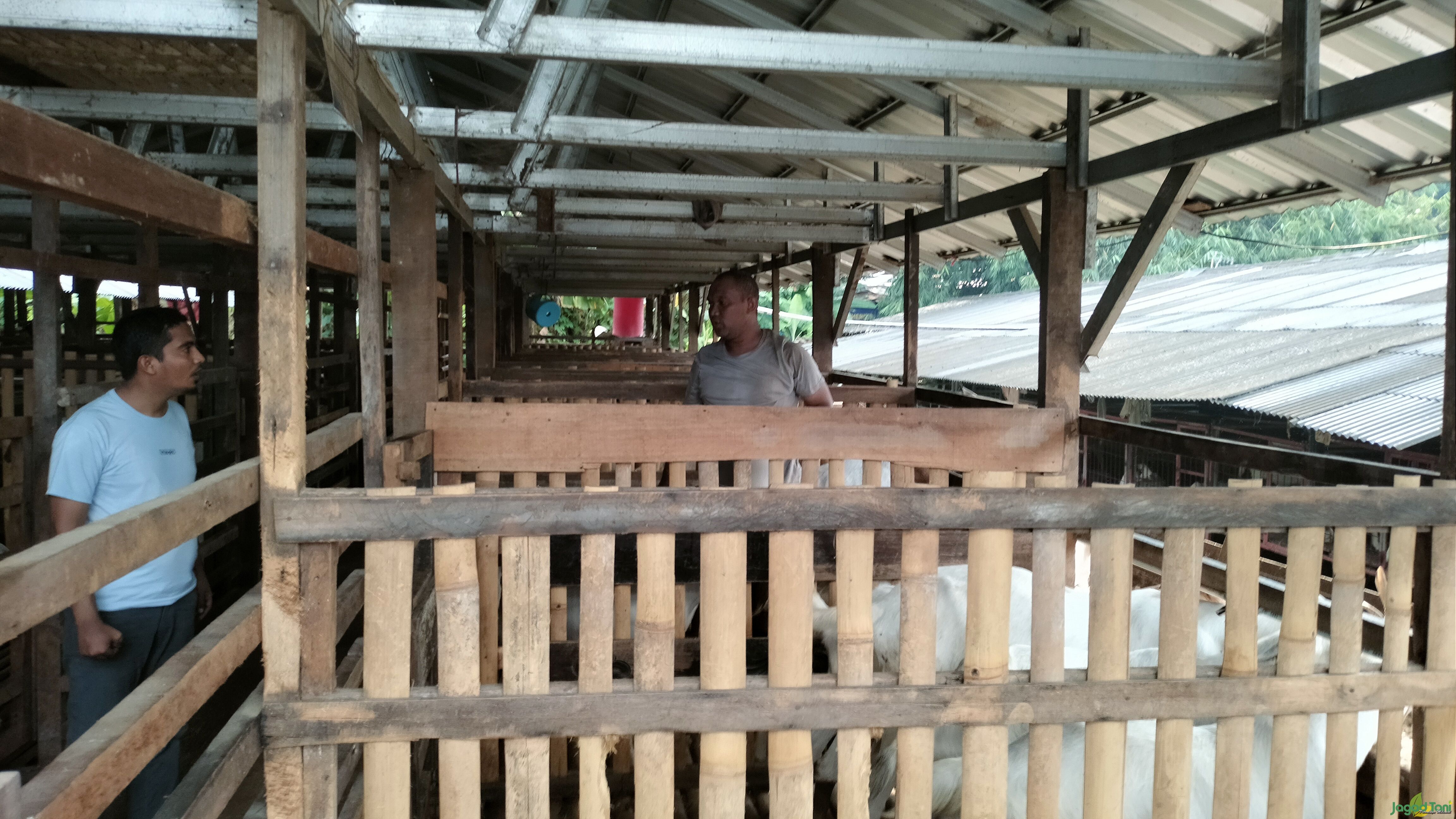 MZ Farm fokus pada ternak kambing perah 