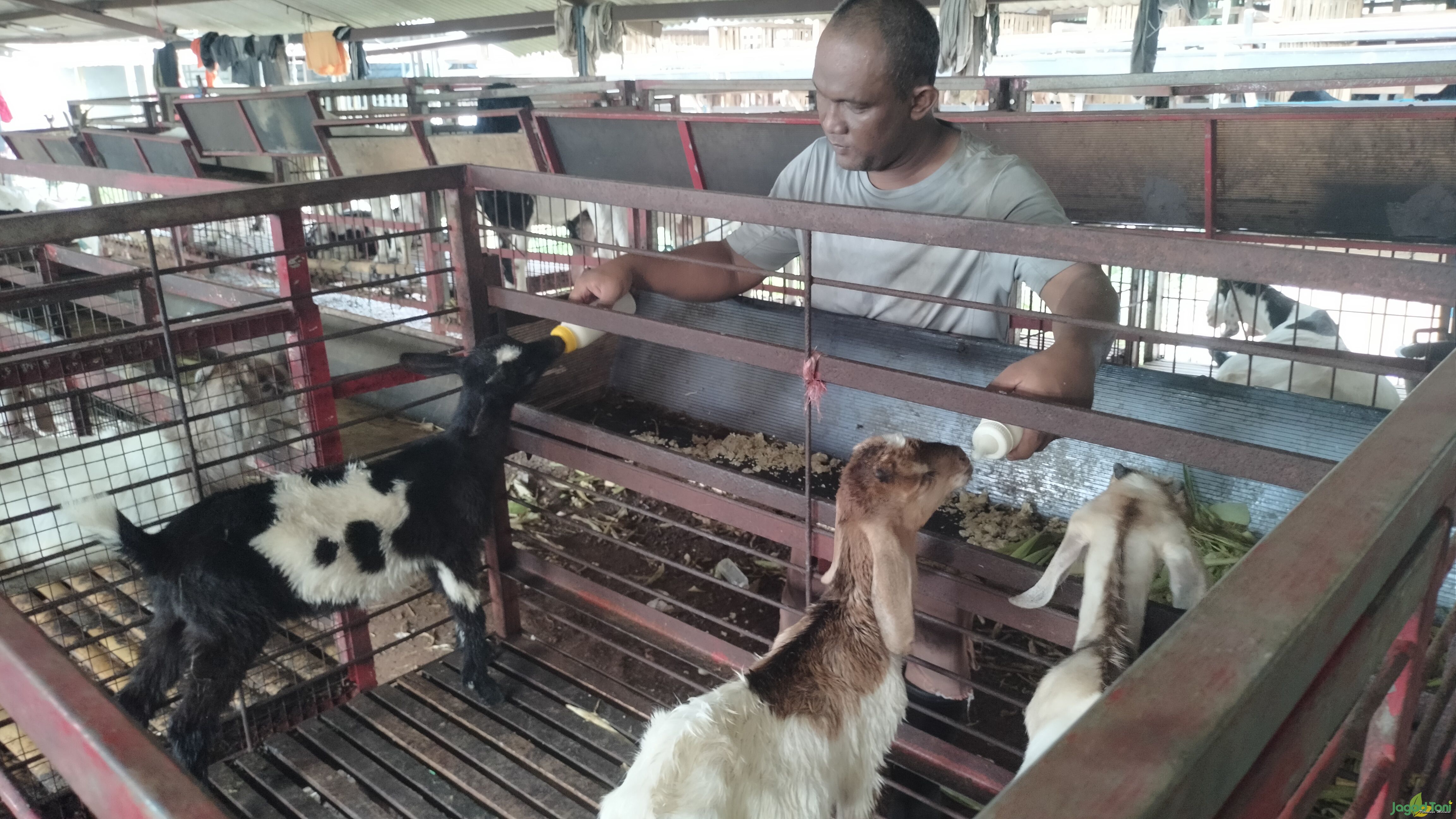 Muhammad Rifki memberikan susu pada kambing muda