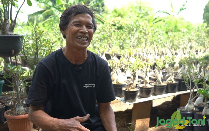 Muhammad Parno Sentral Tanaman Hias Adenium