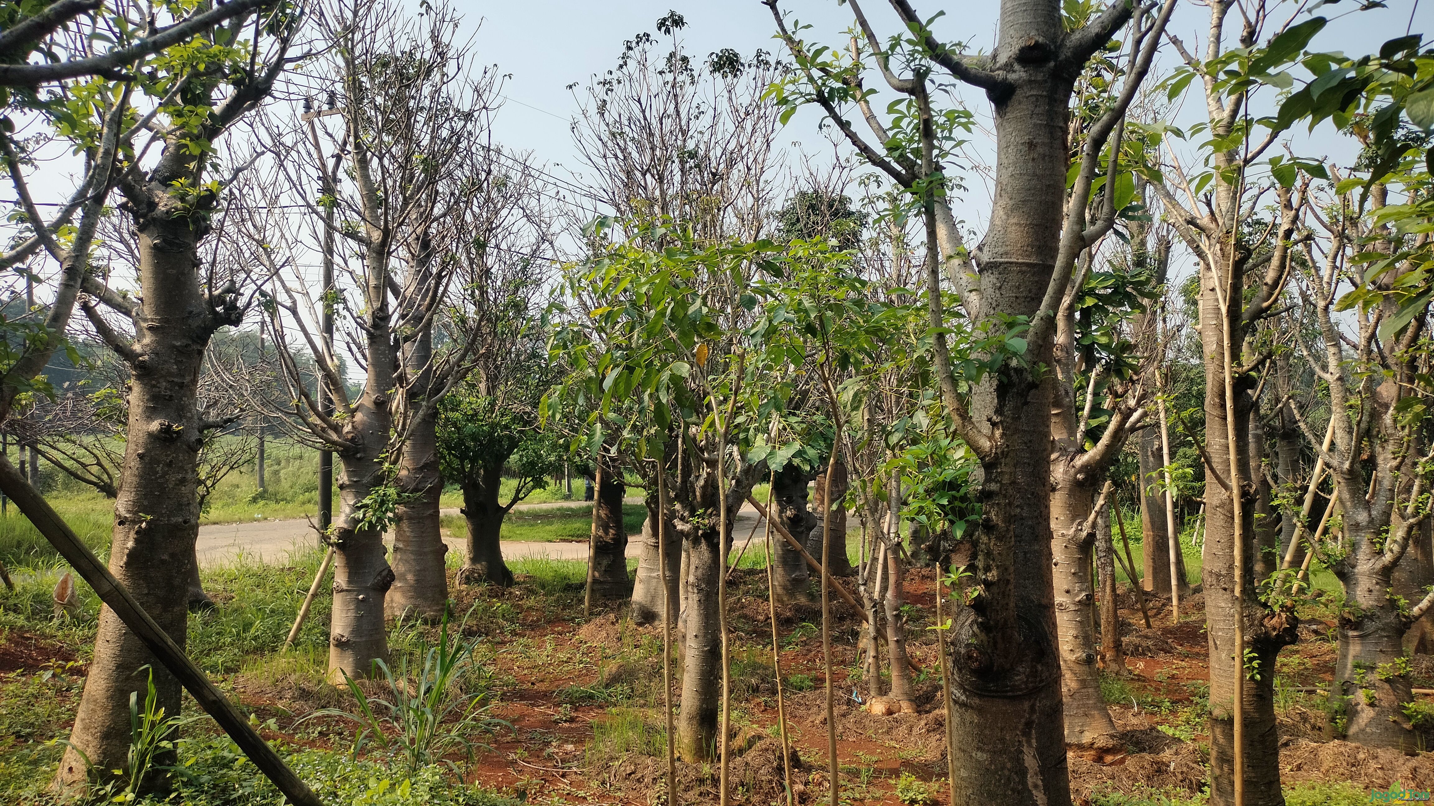 Pohon Kehidupan 